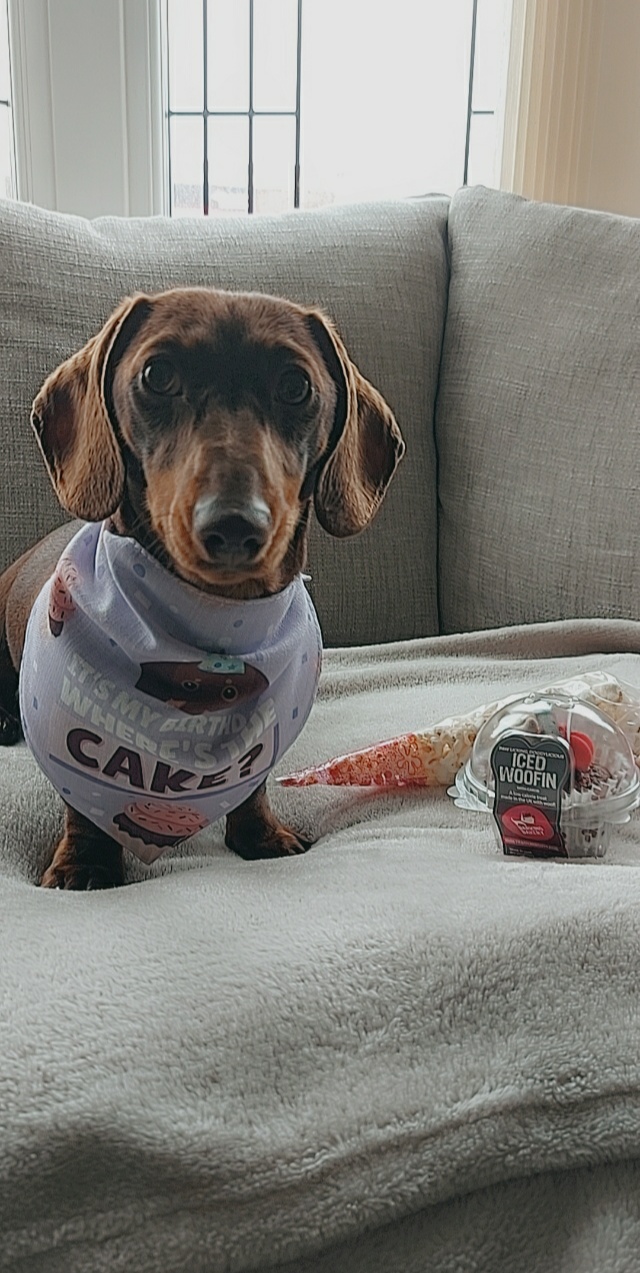 Customer photo of 'Where's the Cake?' - Personalized Lhasapoo Birthday Bandana