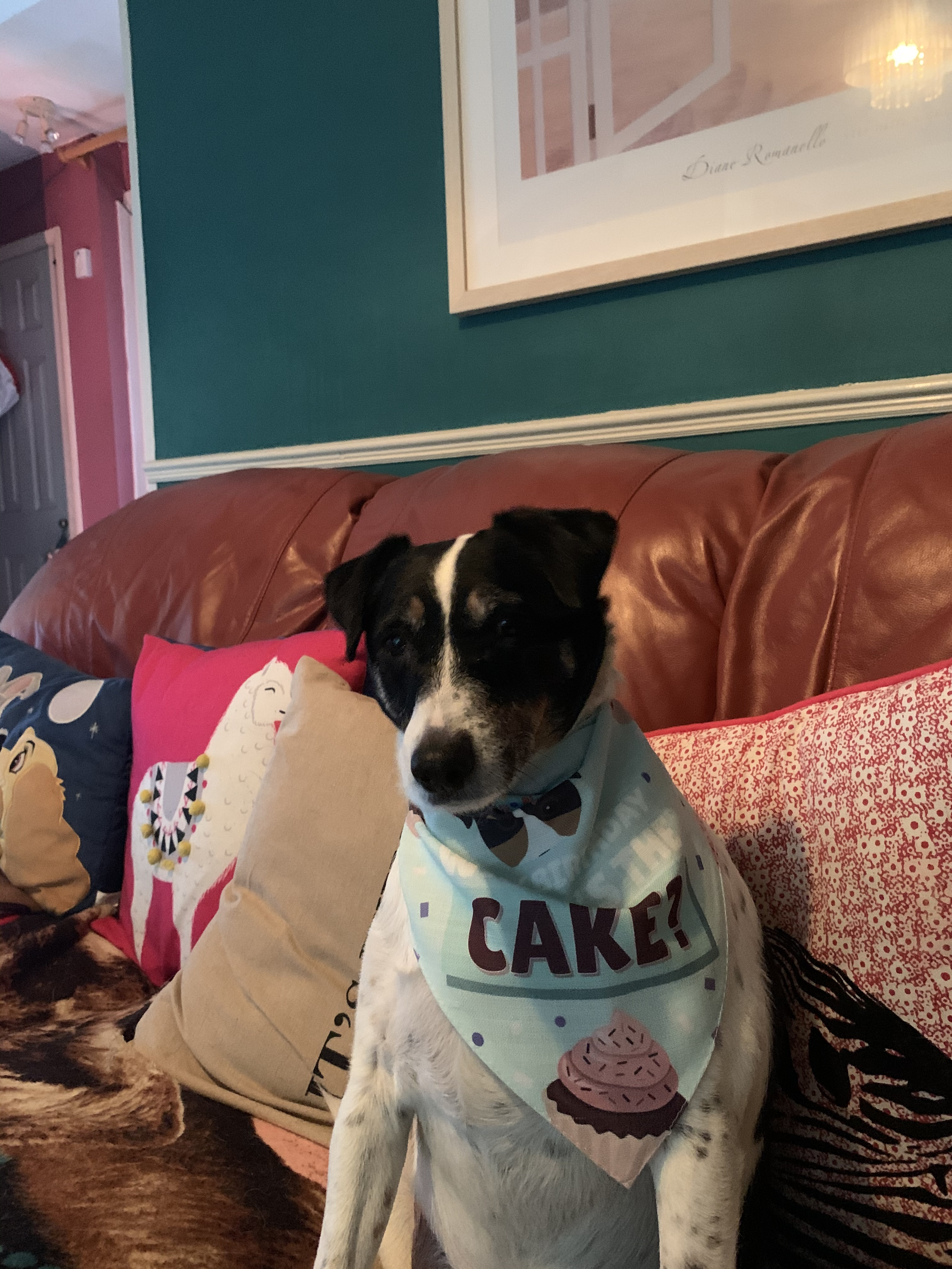Customer photo of 'Where's the Cake?' - Personalized Lhasapoo Birthday Bandana