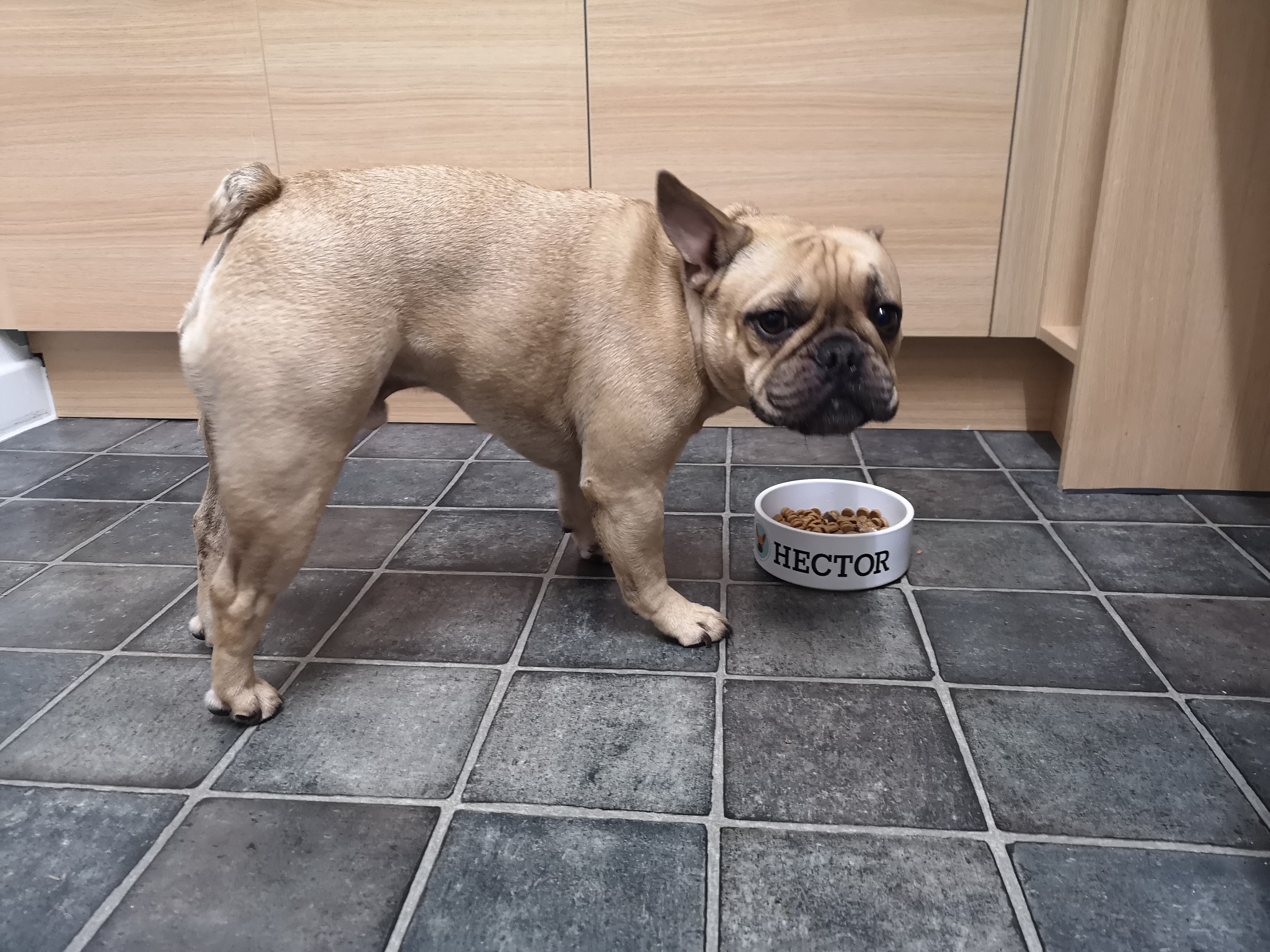 Customer photo of 'Lhasapoo Icon' - Personalized Dog Bowl