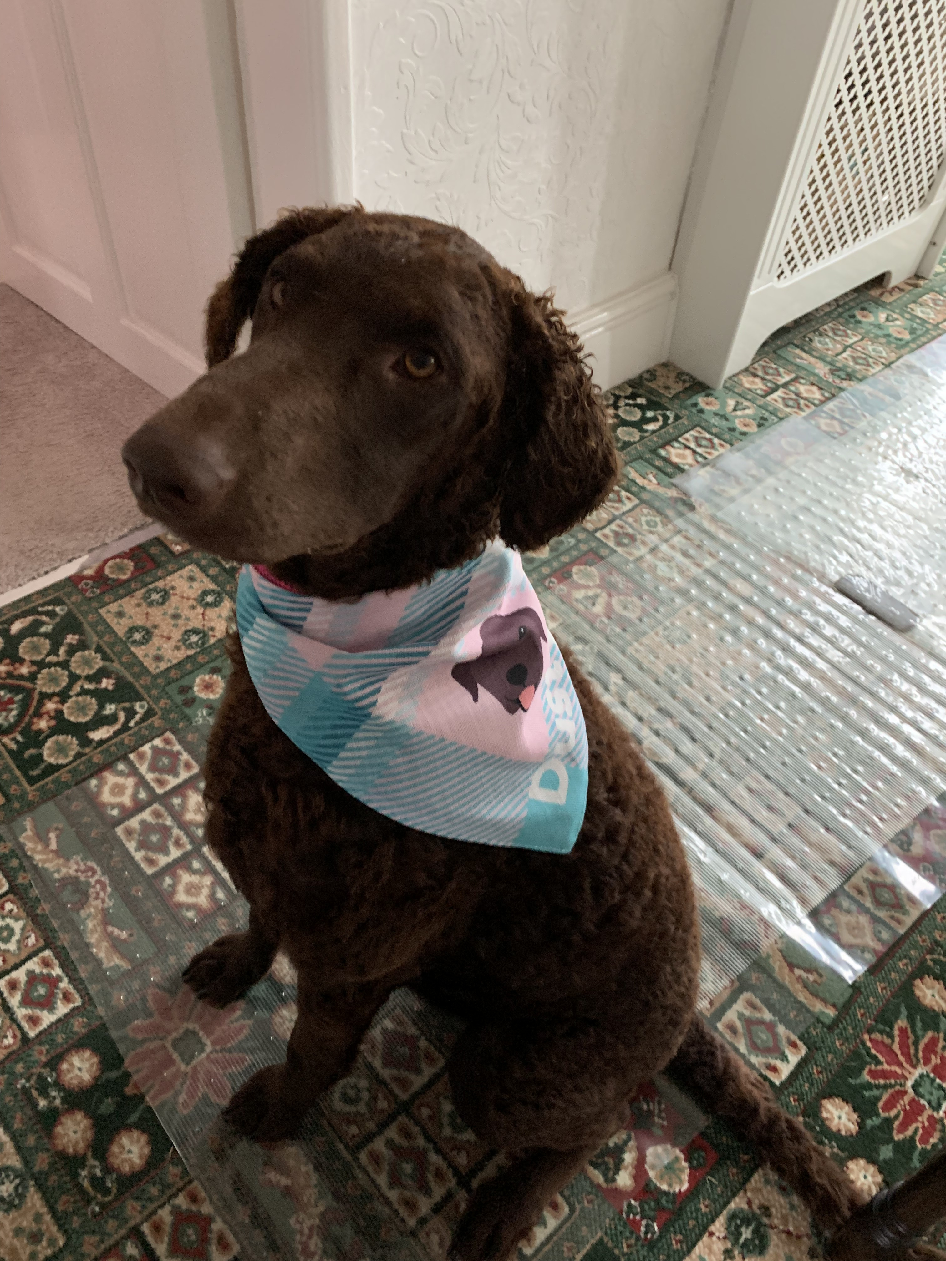 Customer photo of 'Plaid' - Personalized German Wirehaired Pointer Bandana