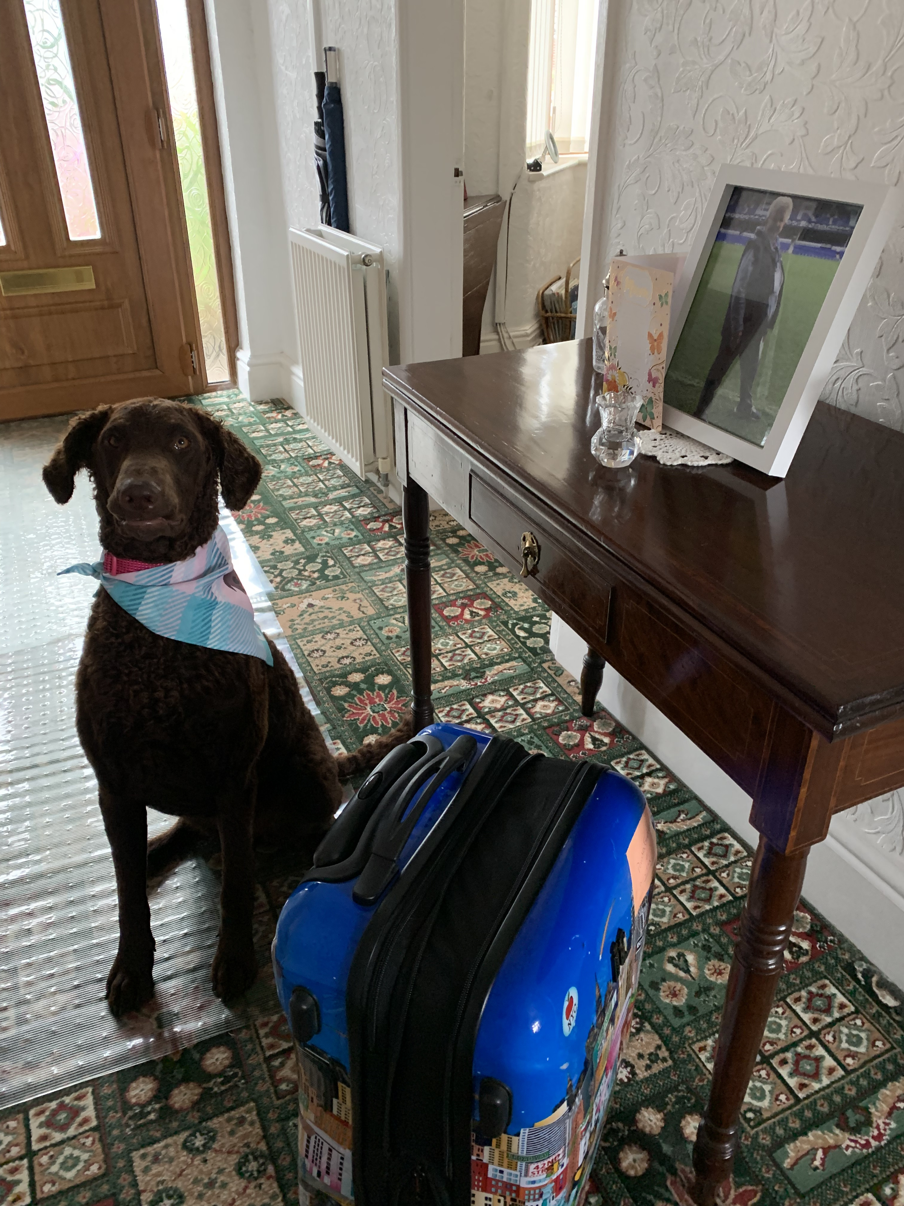 Customer photo of 'Plaid' - Personalized German Wirehaired Pointer Bandana