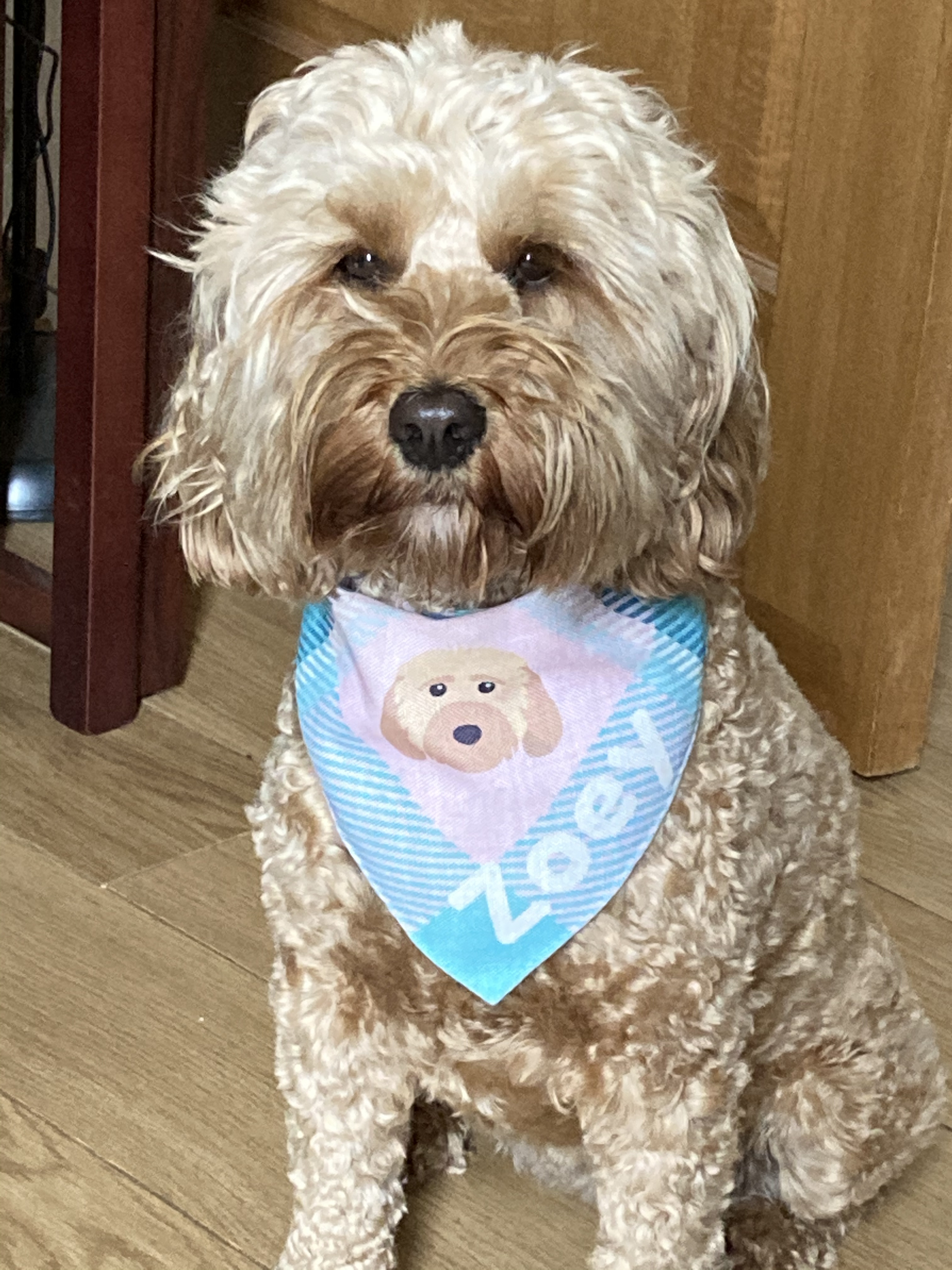 Customer photo of 'Plaid' - Personalized German Wirehaired Pointer Bandana