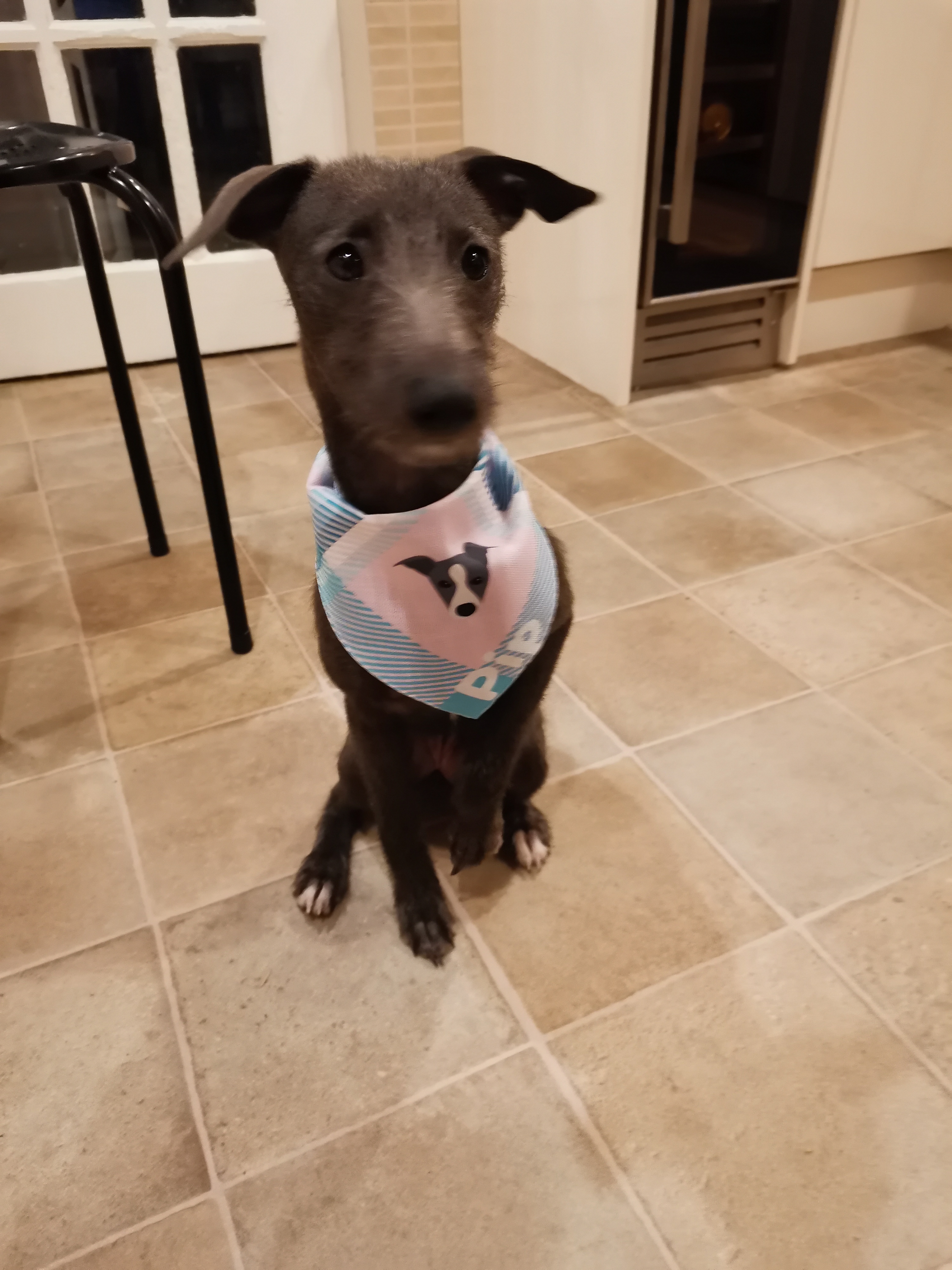 Customer photo of 'Plaid' - Personalized German Wirehaired Pointer Bandana