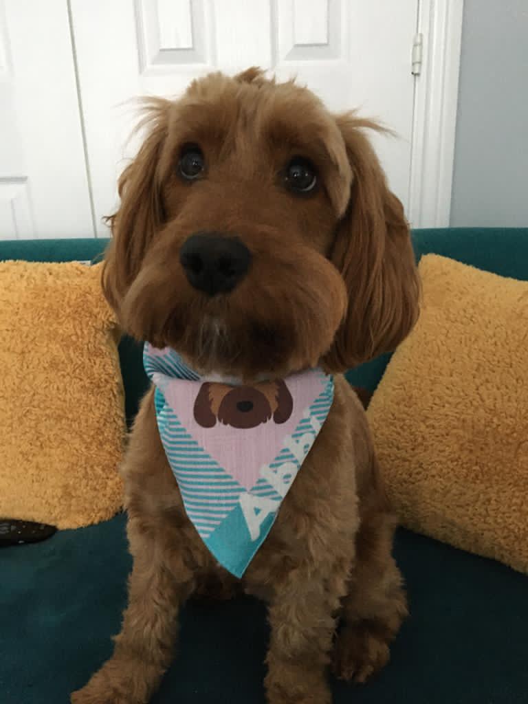 Customer photo of 'Plaid' - Personalized German Wirehaired Pointer Bandana