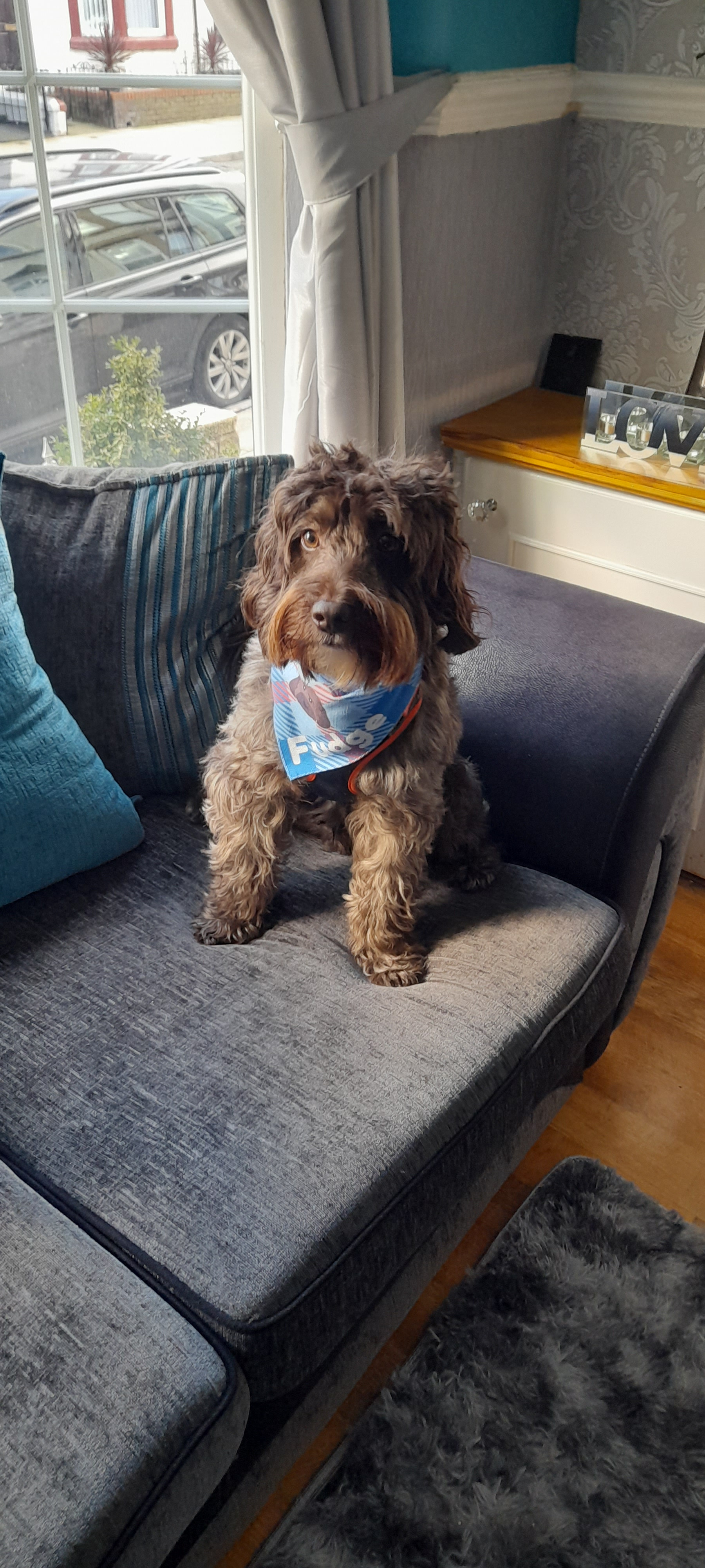 Customer photo of 'Plaid' - Personalized German Wirehaired Pointer Bandana