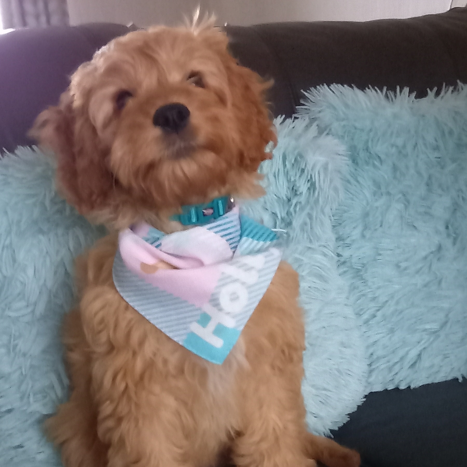 Customer photo of 'Plaid' - Personalized German Wirehaired Pointer Bandana