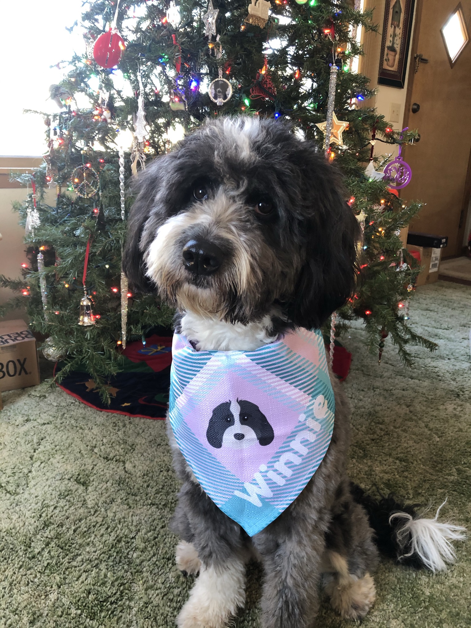 Customer photo of 'Plaid' - Personalized German Wirehaired Pointer Bandana