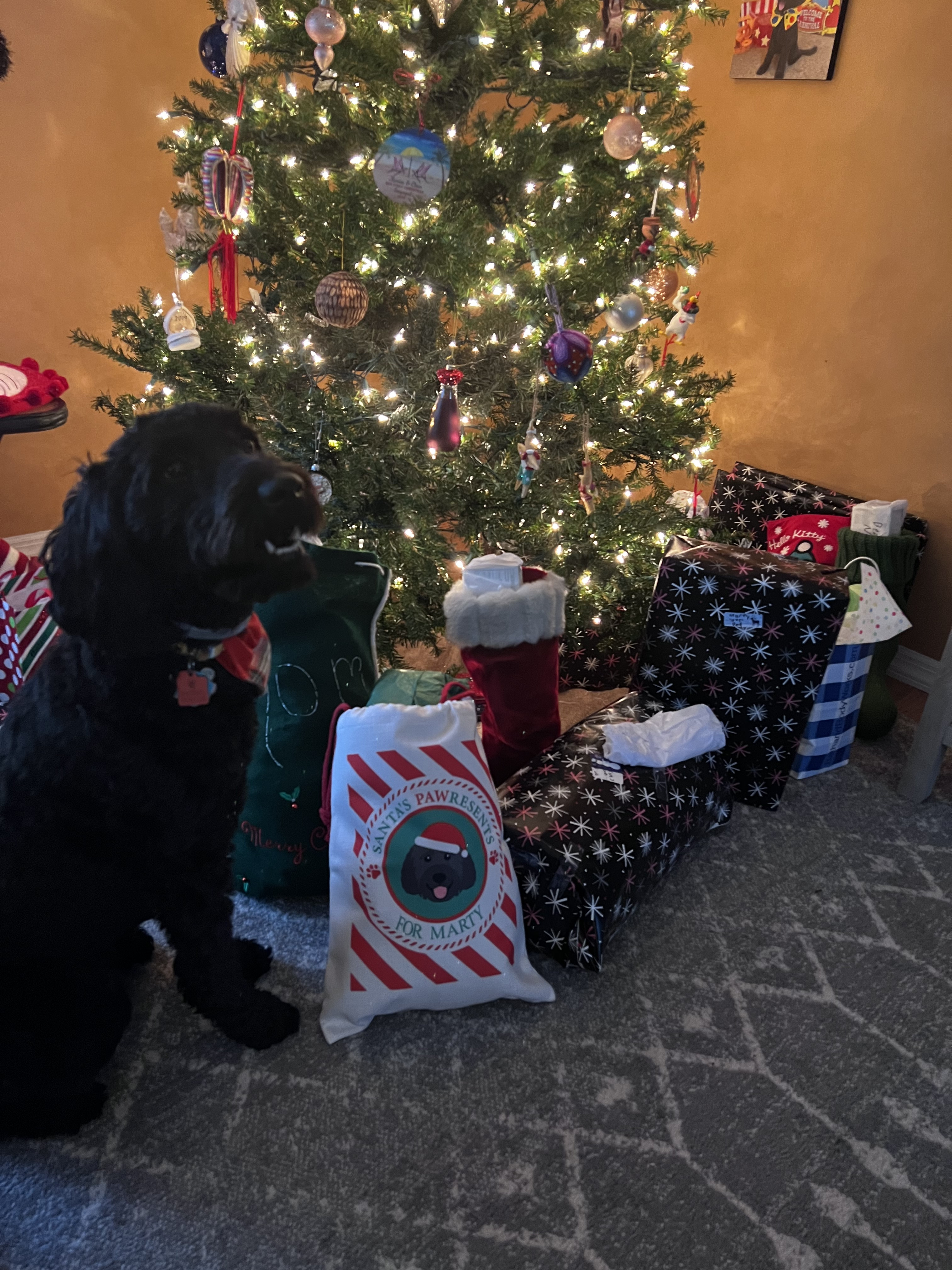 Customer photo of Pawresents: Personalised Dog Santa Sack