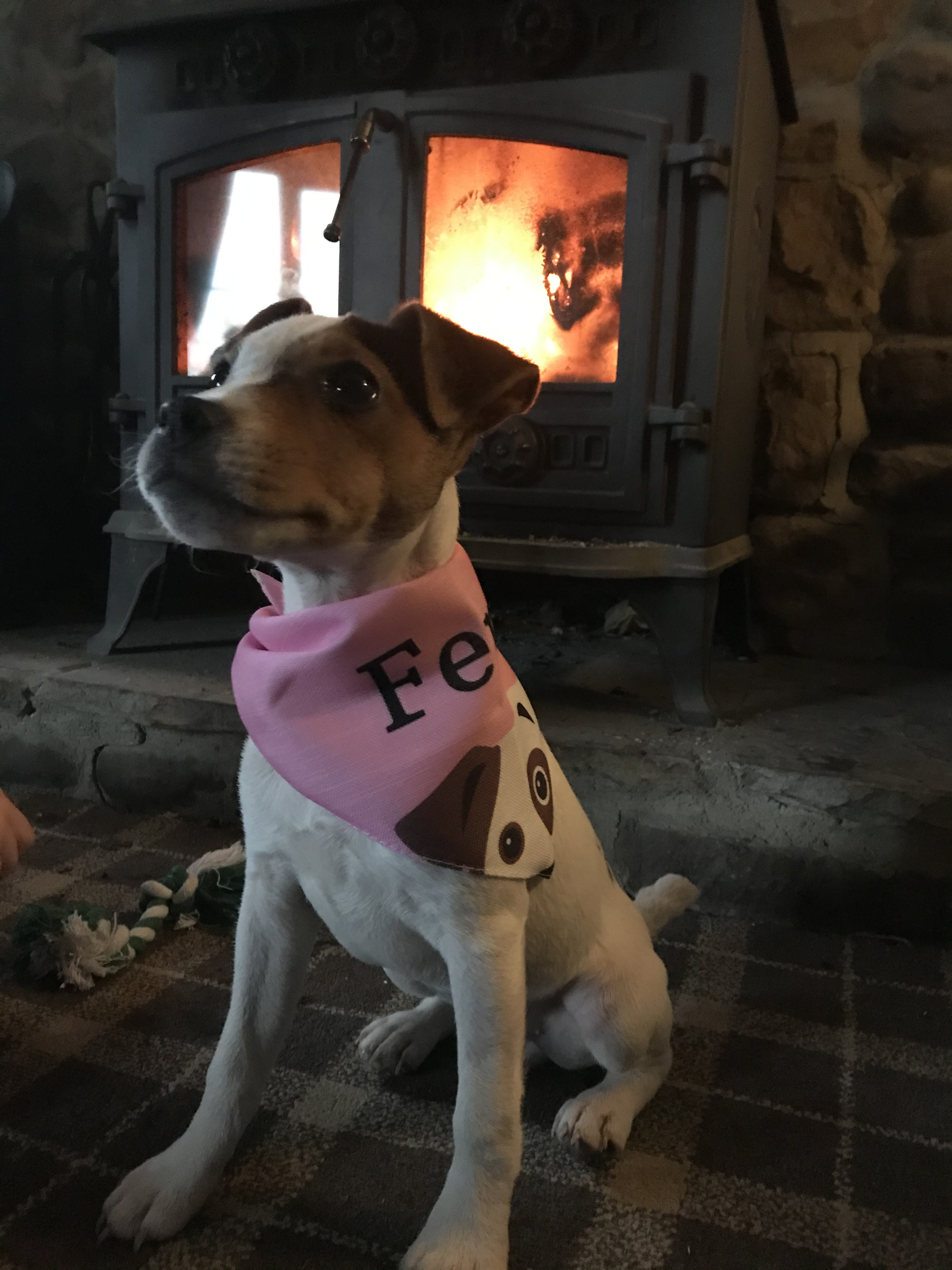 Customer photo of Peeking Icon: Personalized Lhasapoo Bandana
