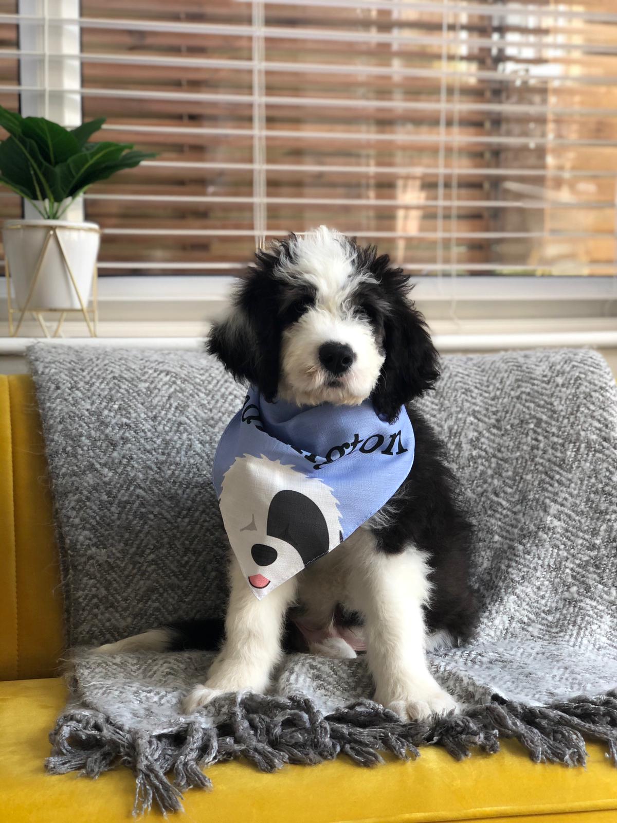 Customer photo of Peeking Icon: Personalized Lhasapoo Bandana