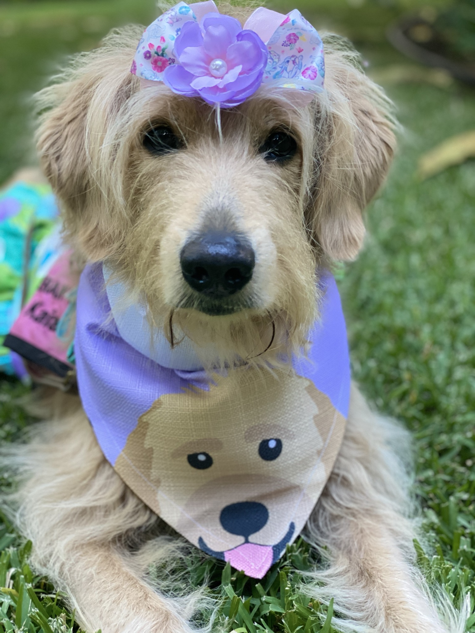 Customer photo of Peeking Icon: Personalized Lhasapoo Bandana