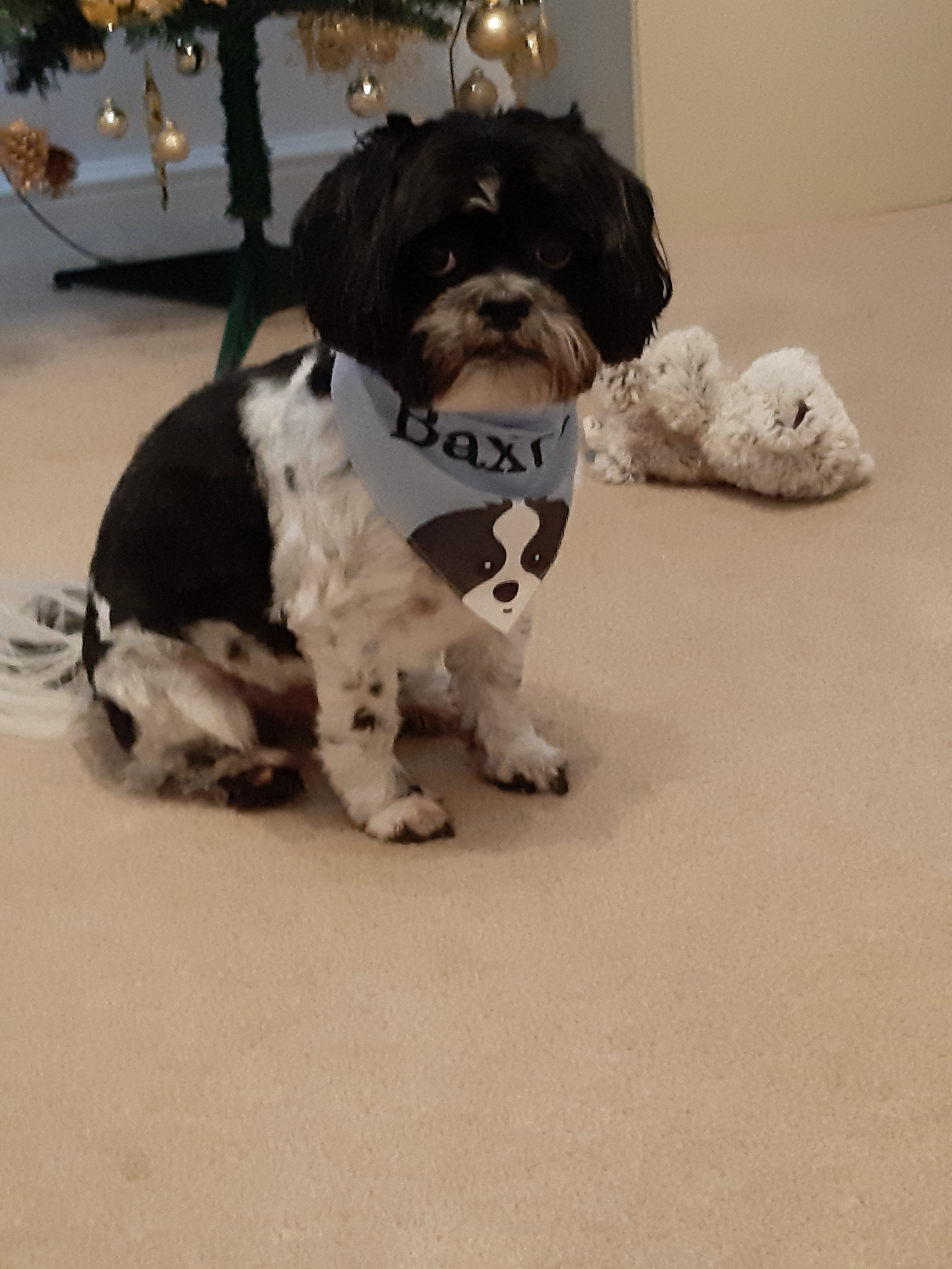 Customer photo of Peeking Icon: Personalized Lhasapoo Bandana