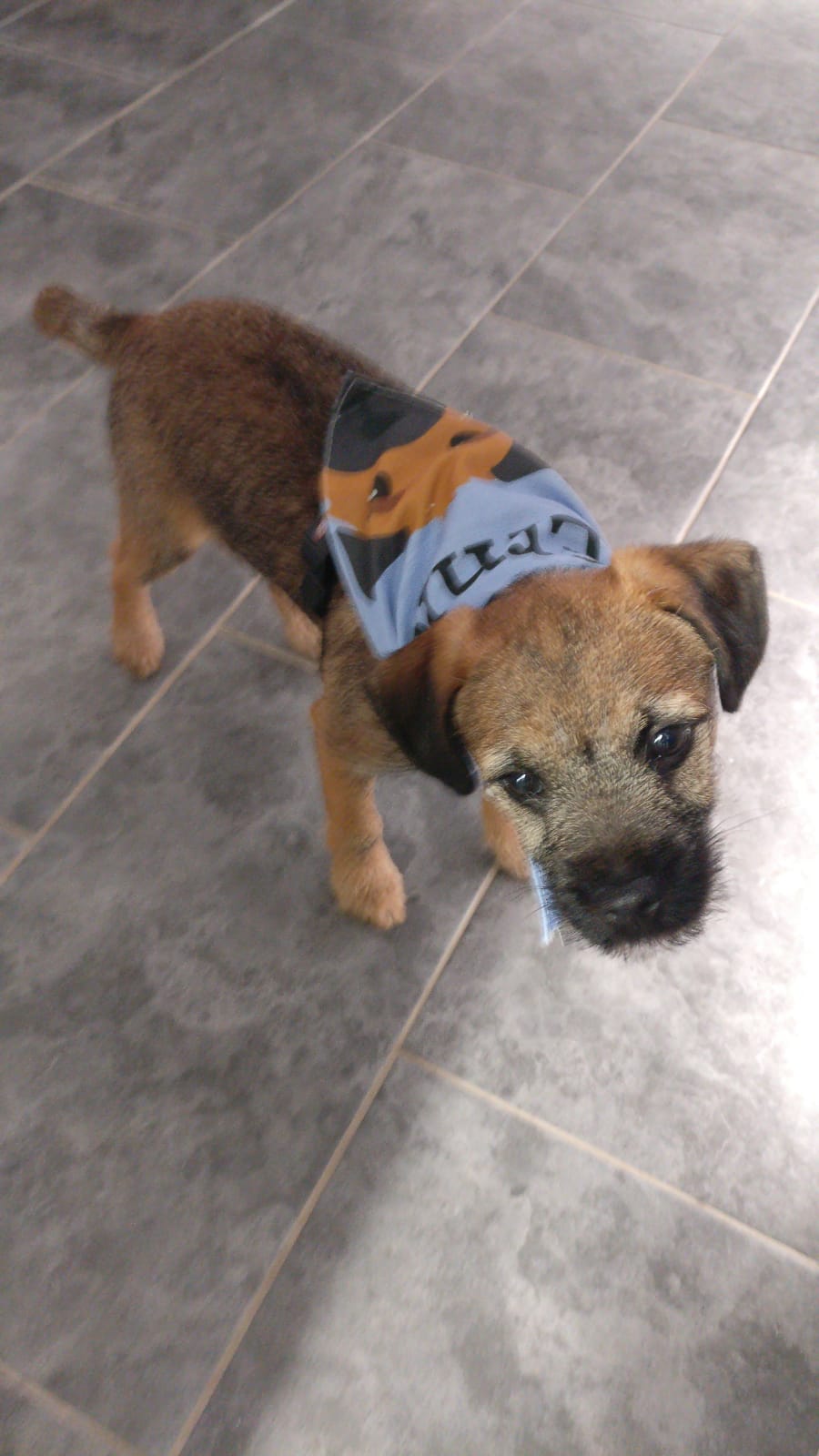 Customer photo of Peeking Icon: Personalized Lhasapoo Bandana