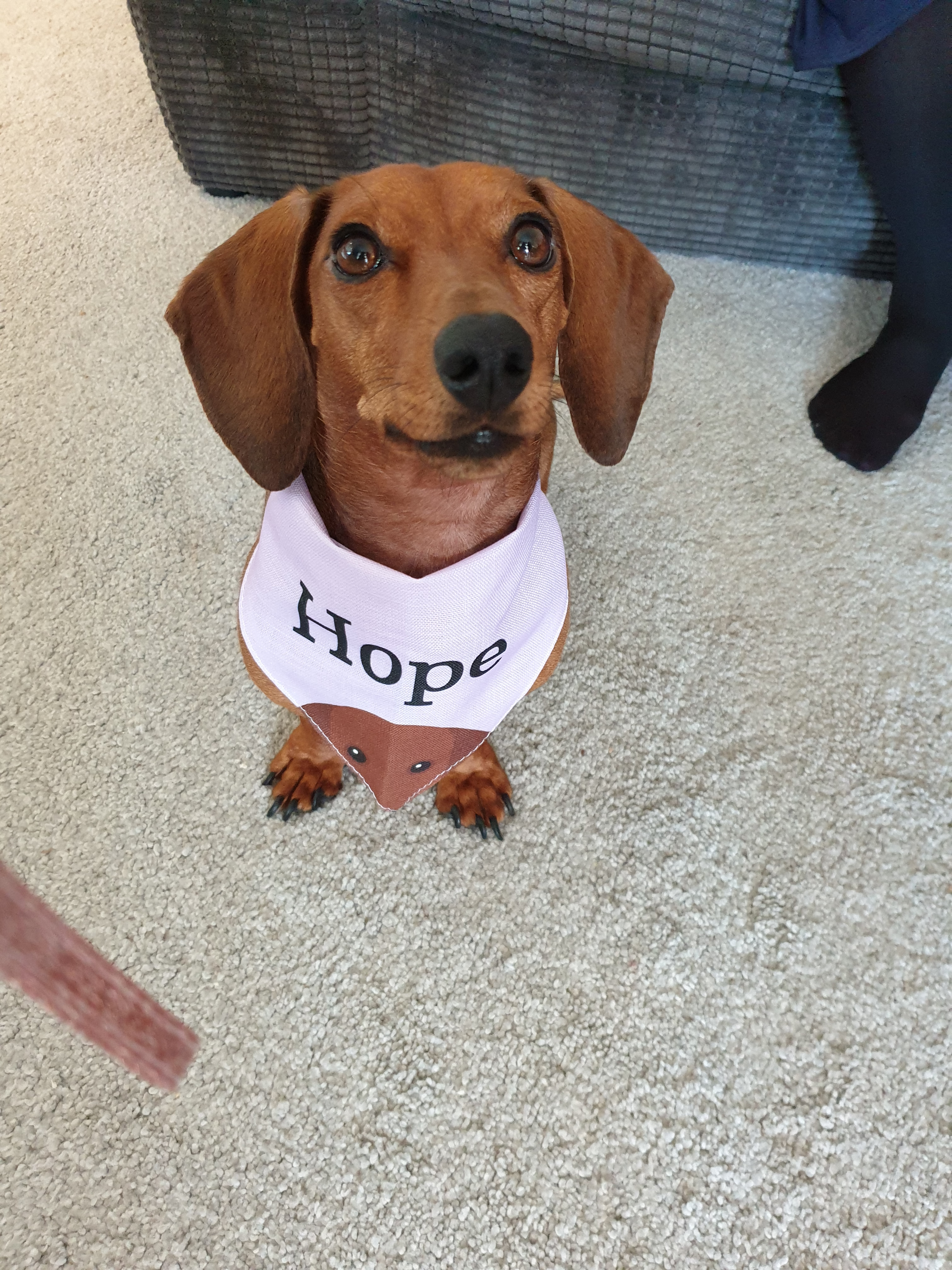 Customer photo of Peeking Icon: Personalized Lhasapoo Bandana