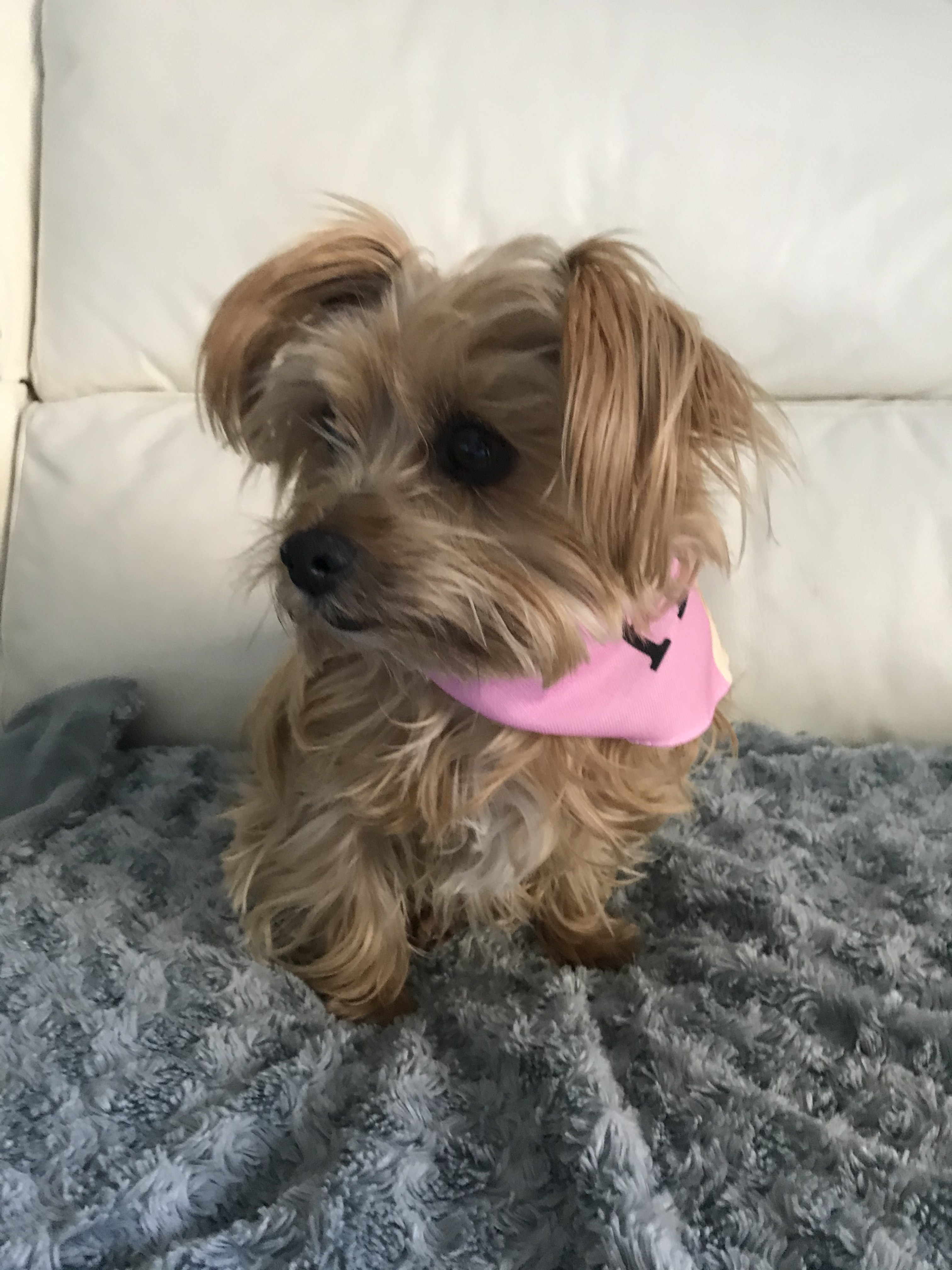 Customer photo of Peeking Icon: Personalized Lhasapoo Bandana