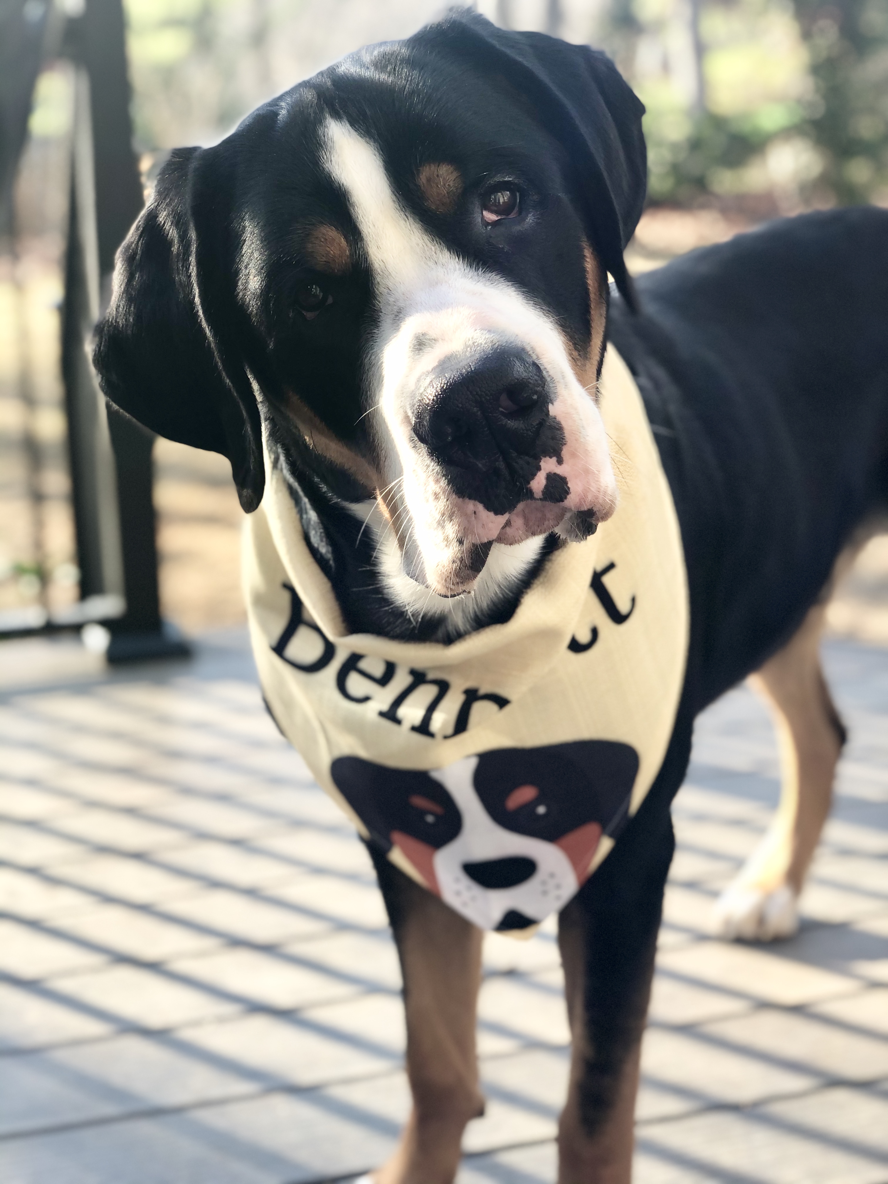 Customer photo of Peeking Icon: Personalized Lhasapoo Bandana
