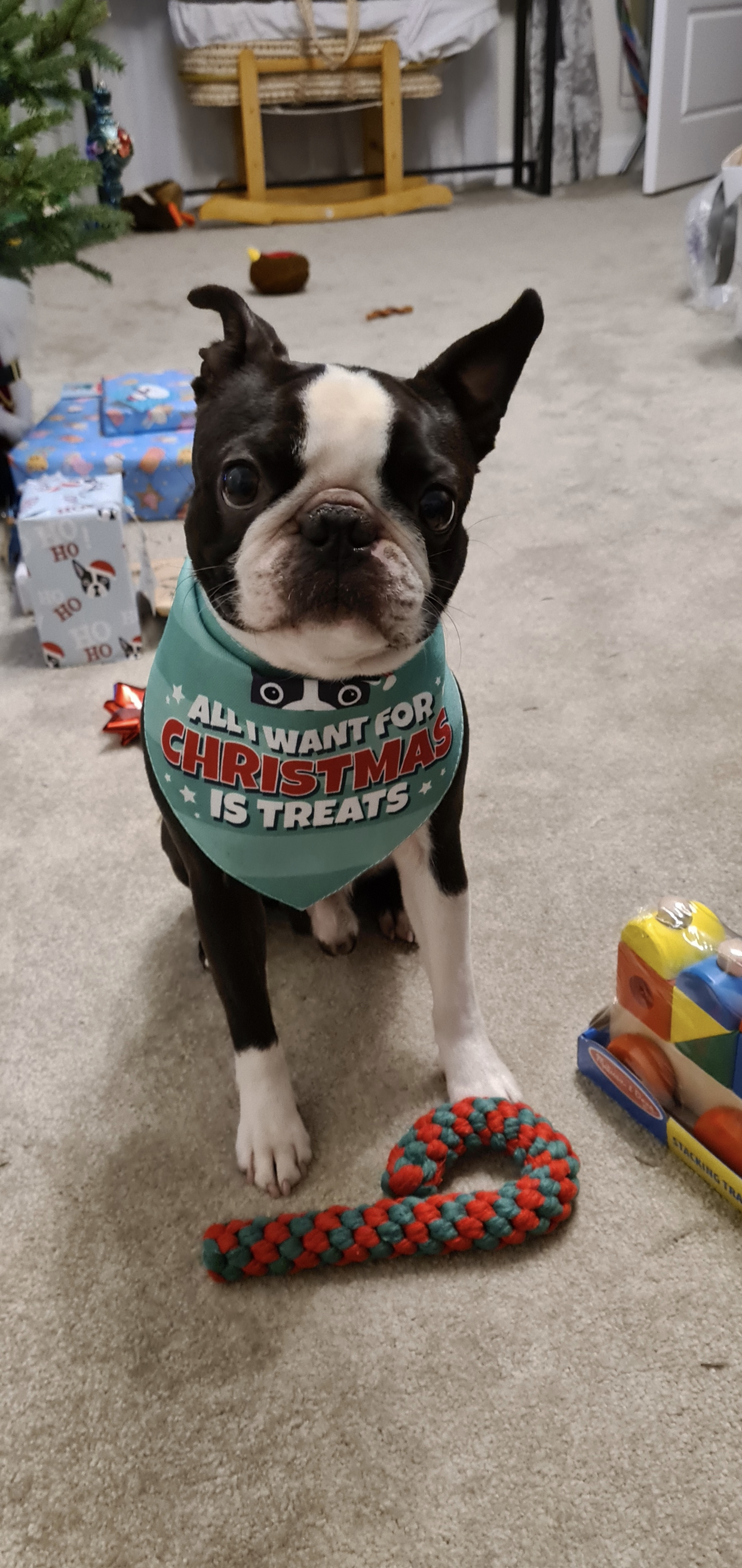 Customer photo of All I Want for Christmas: Personalized Dog Bandana