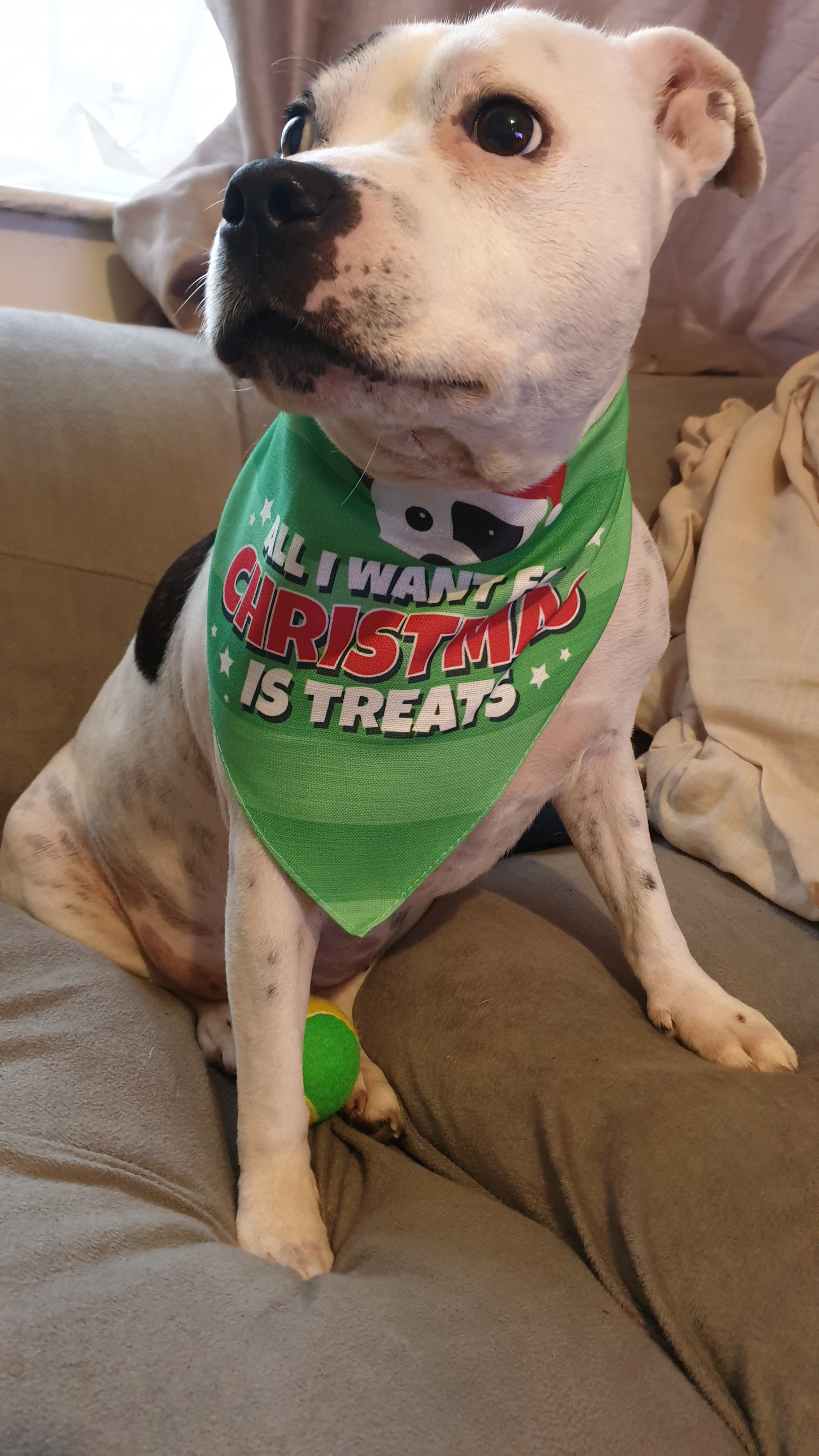 Customer photo of All I Want for Christmas: Personalized Dog Bandana
