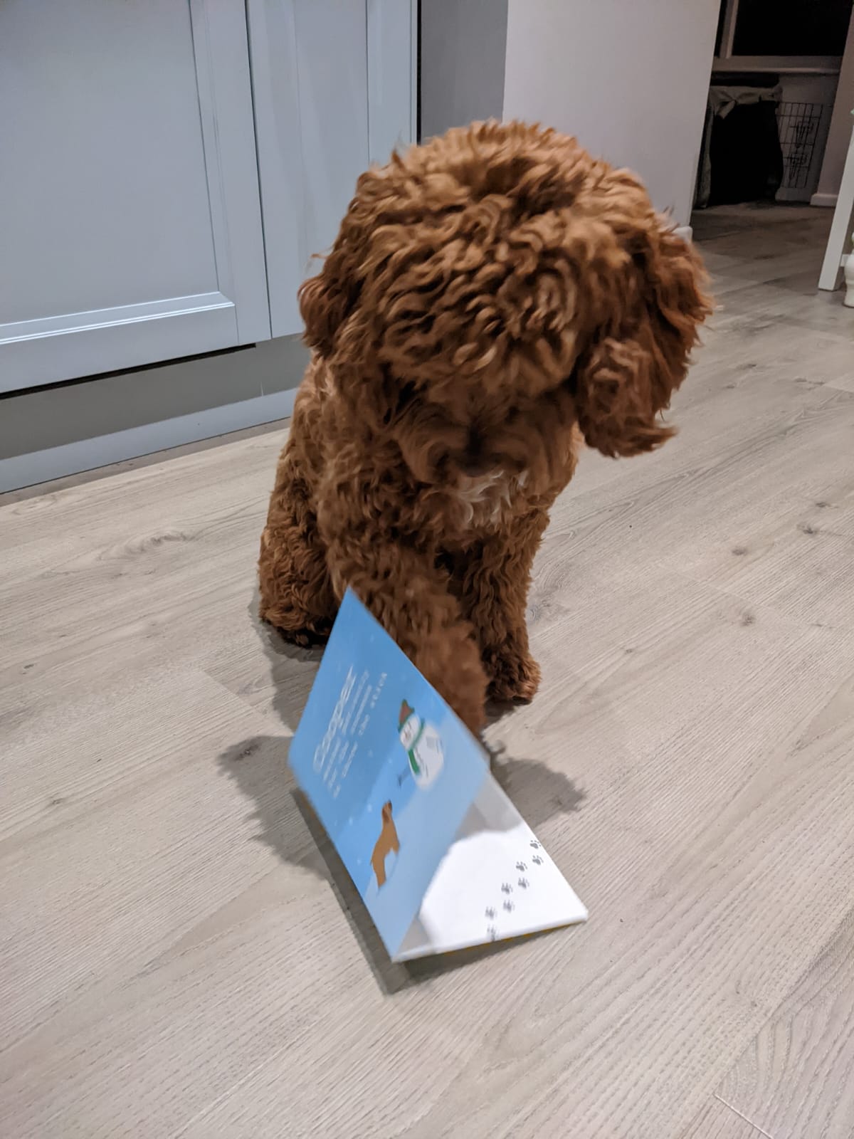 Customer photo of Throw The Stick: Personalised Dog Christmas Card