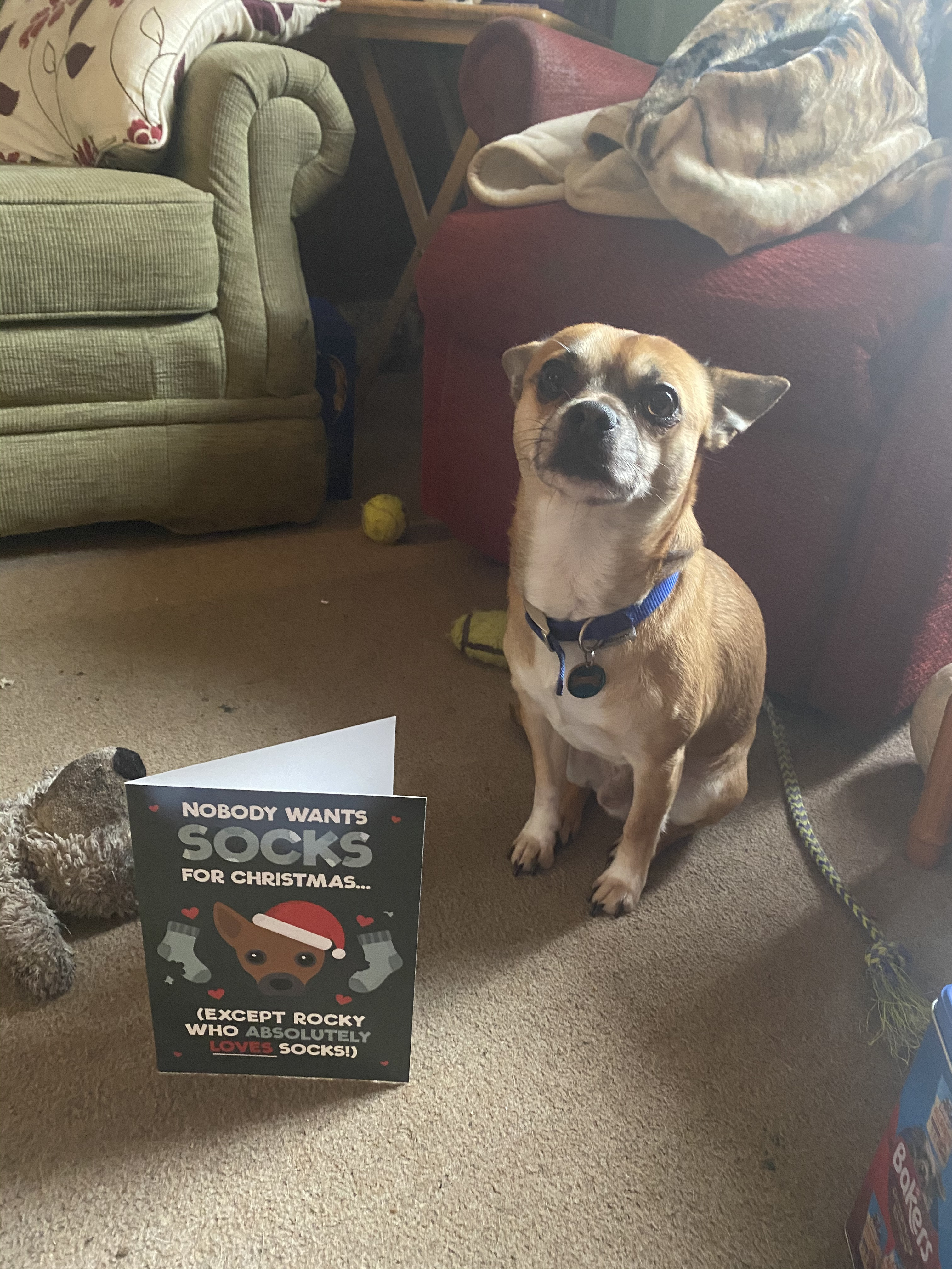 Customer photo of Socks For Christmas: Personalised Dog Christmas Card