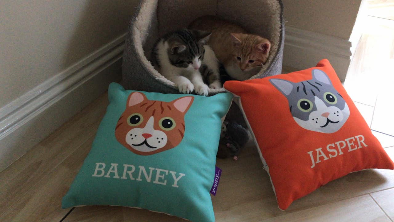 Customer photo of Devon Rex's Icon: Personalised Devon Rex Canvas Cushion