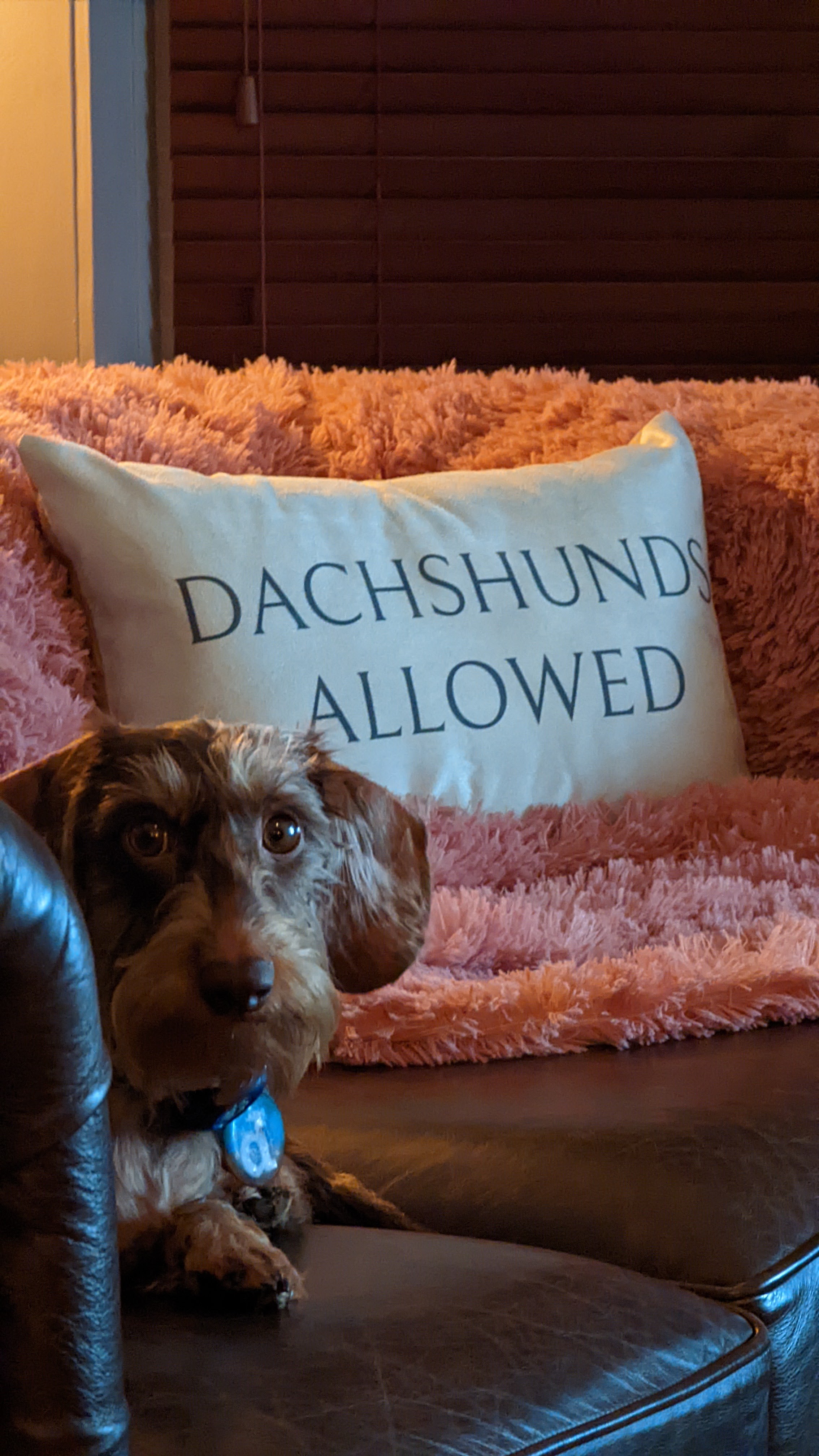 Customer photo of Dogs Allowed: Personalized Soft Touch Pillow