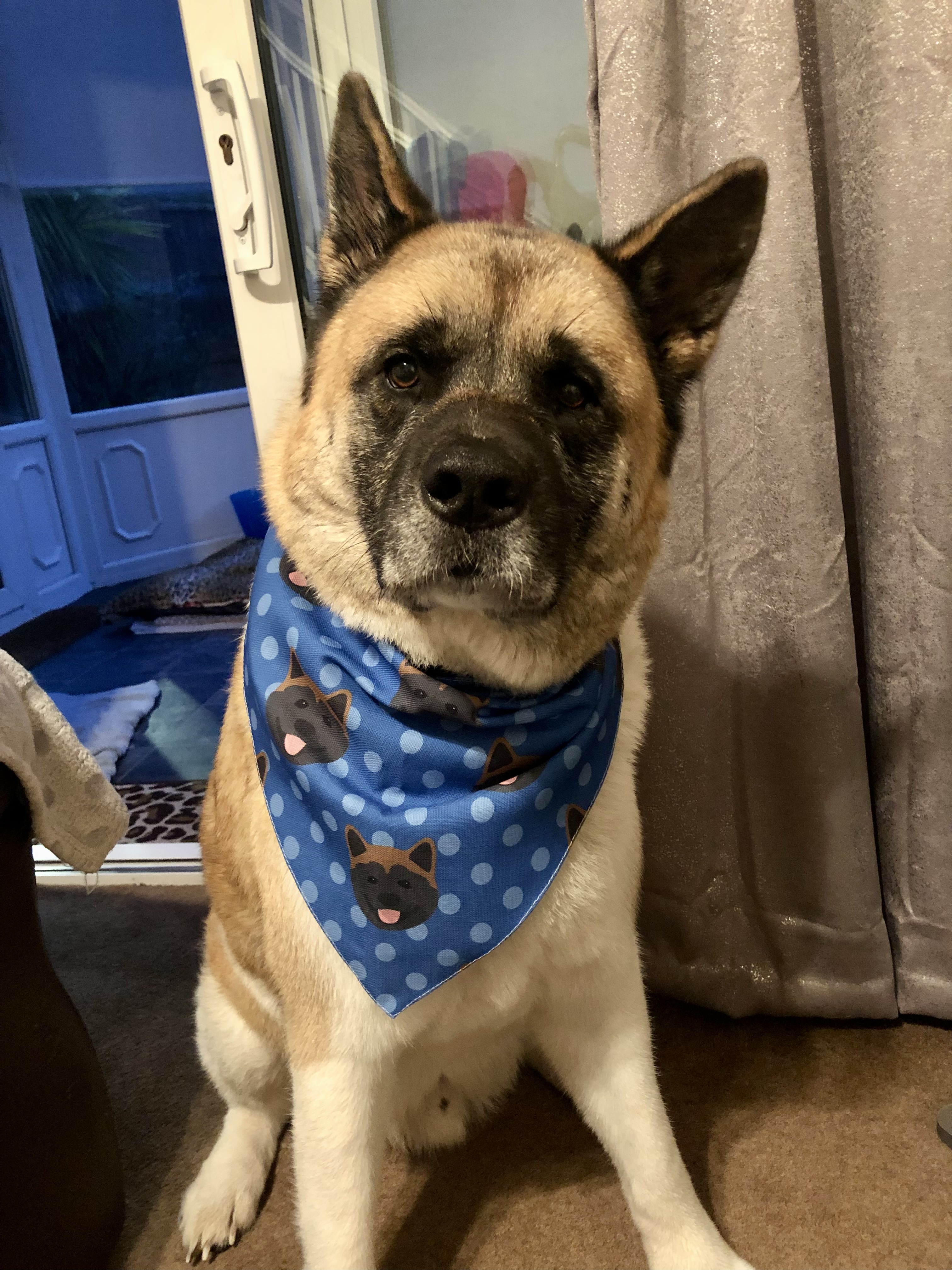 Customer photo of 'Cockapoo Icon Pattern' - Personalized Cockapoo Bandana 