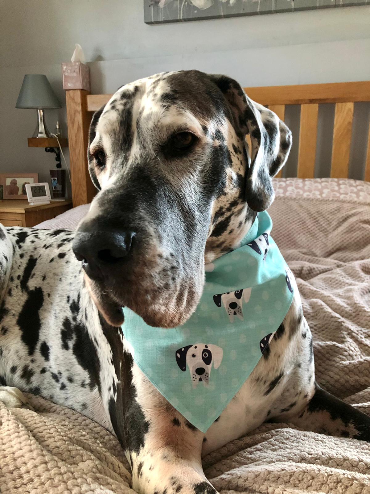Customer photo of 'Cockapoo Icon Pattern' - Personalized Cockapoo Bandana 