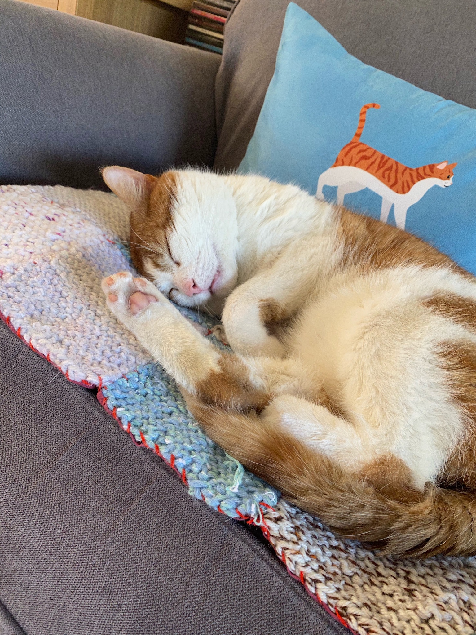 Customer photo of Sorry, This Seat Belongs to... : Personalised Devon Rex Soft Touch Cushion