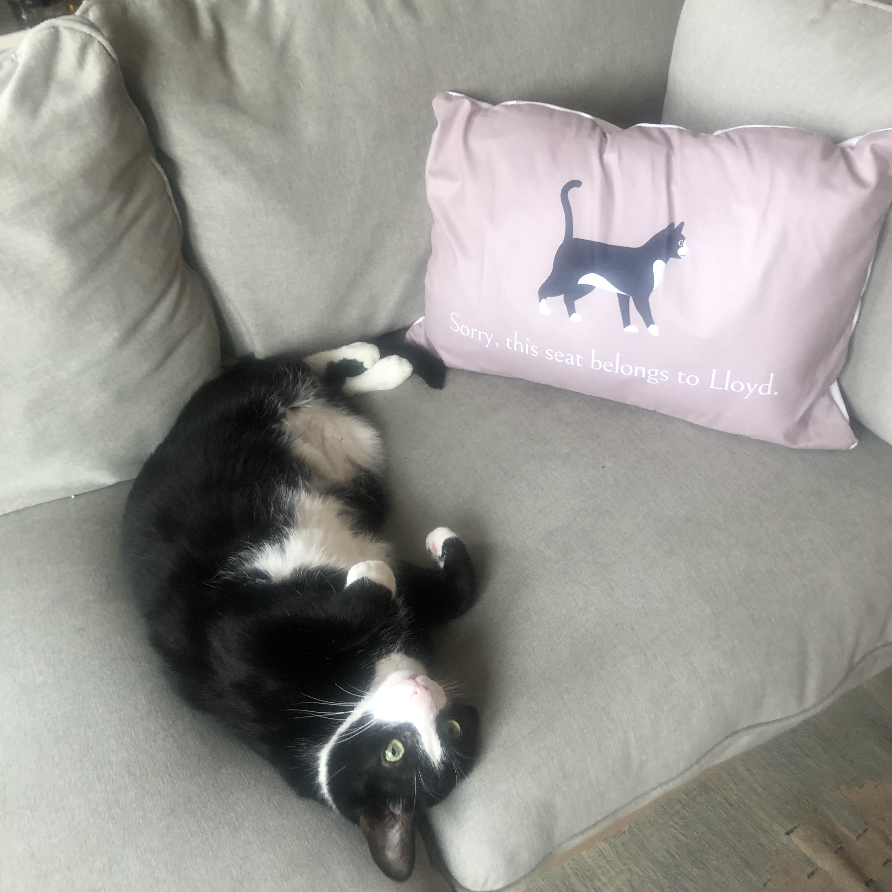 Customer photo of Sorry, This Seat Belongs to... : Personalised Devon Rex Soft Touch Cushion
