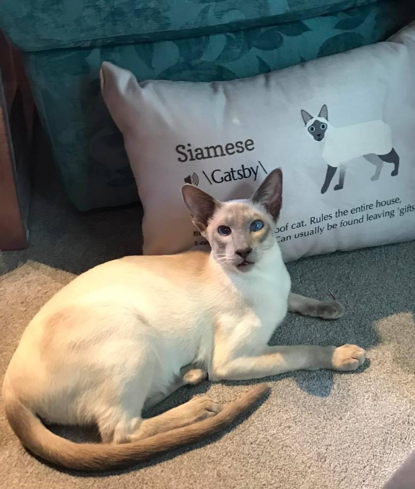 Customer photo of Ashera Definition: Personalised Soft Touch Cushion