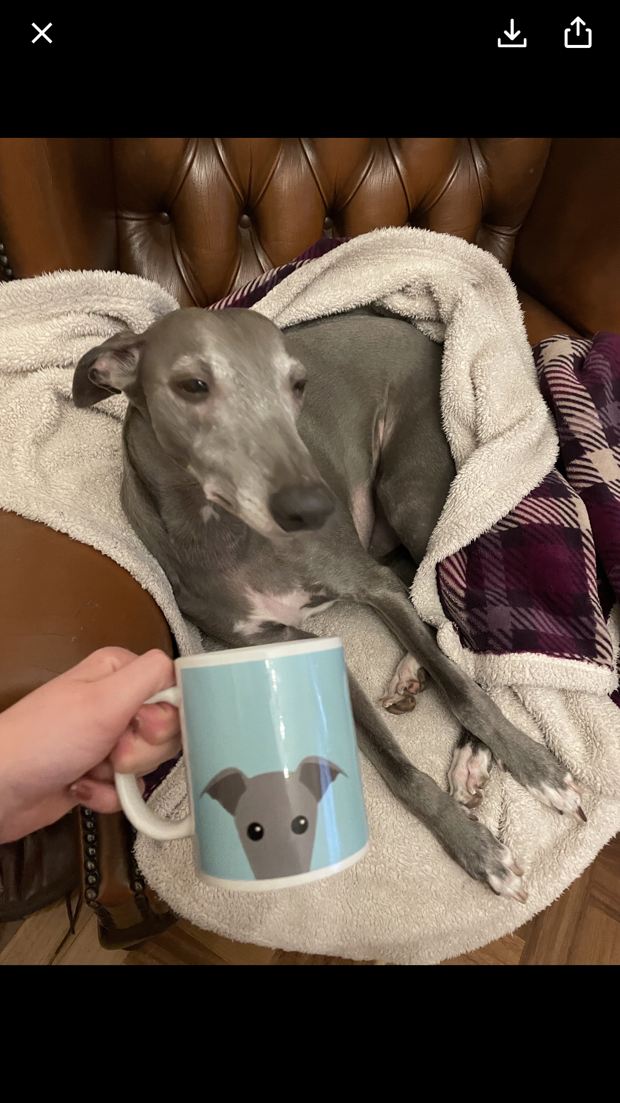 Customer photo of Peeking Icon: Personalized Lhasapoo Mug
