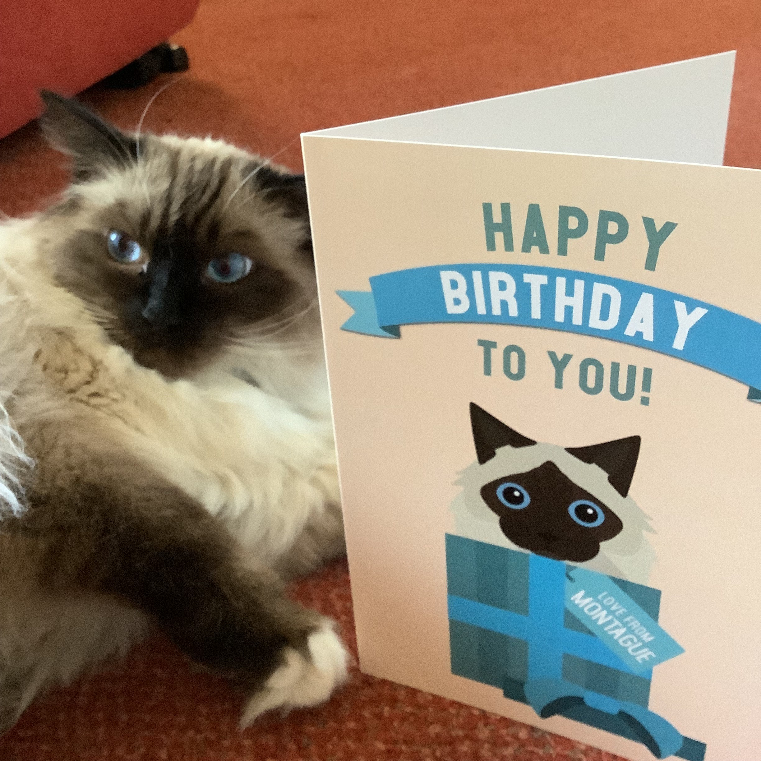 Customer photo of 'Happy Birthday to You!' - Personalised Cat Card
