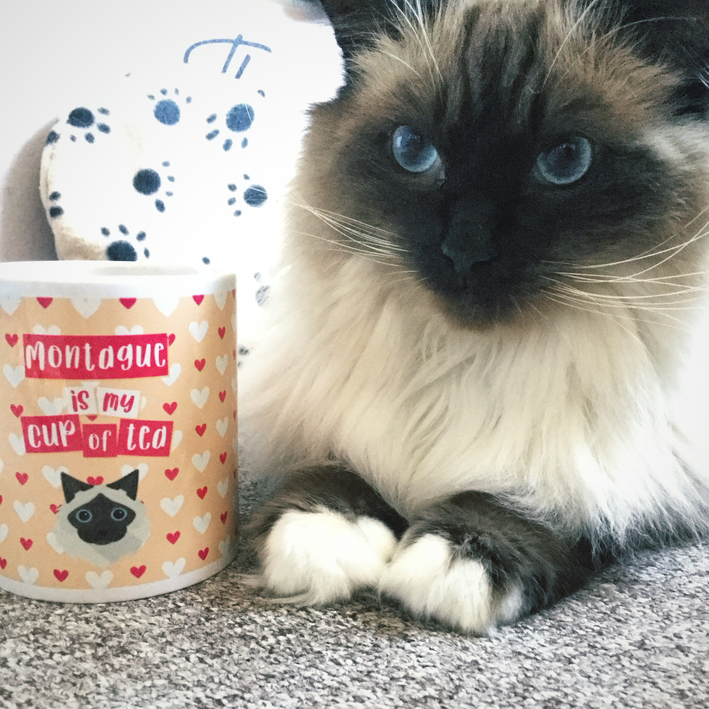 Customer photo of Persian Traditional Is My Cup of Tea: Personalised Cat Mug