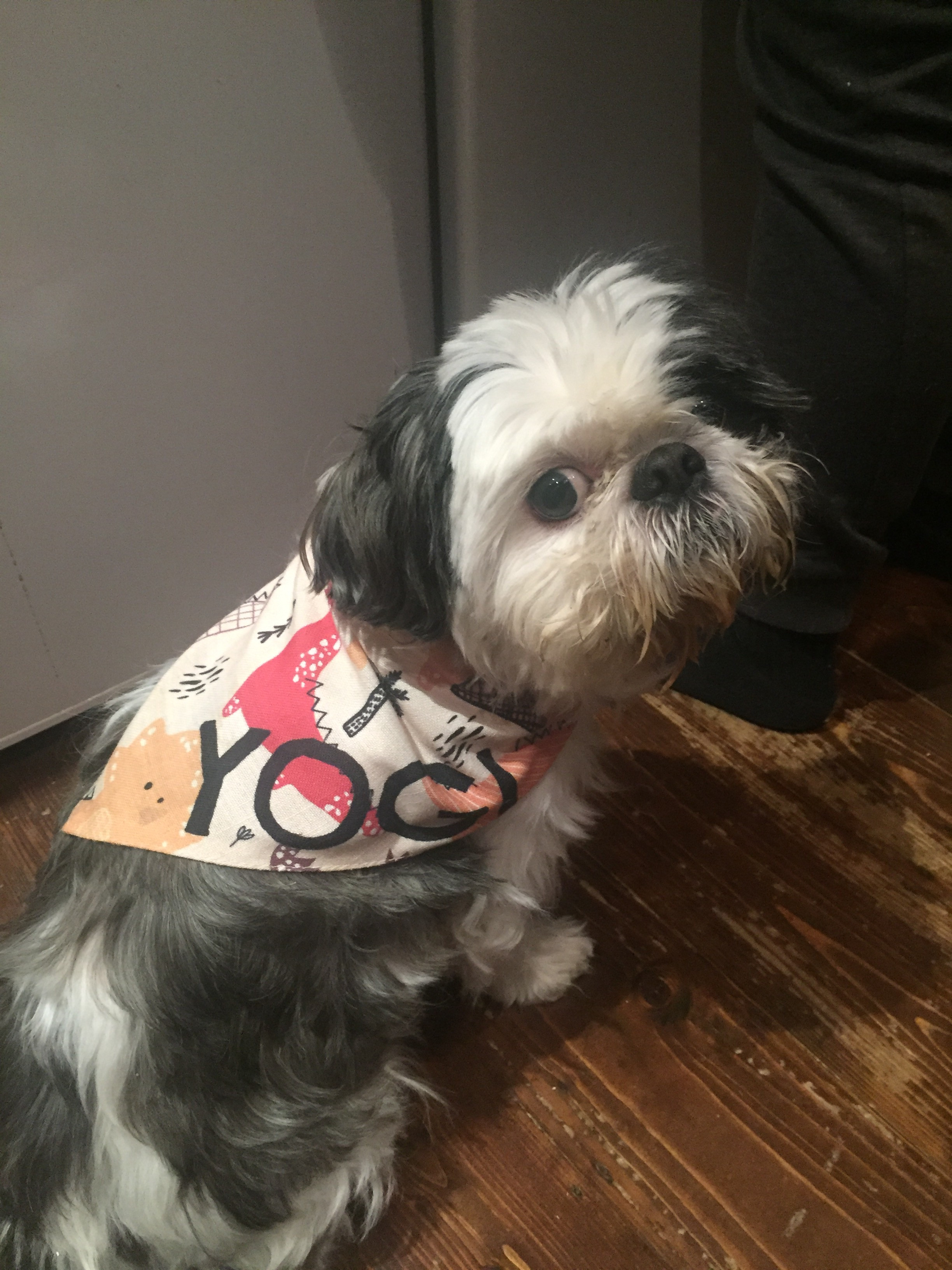 Customer photo of 'Dinosaur' - Personalized Lhasapoo Bandana