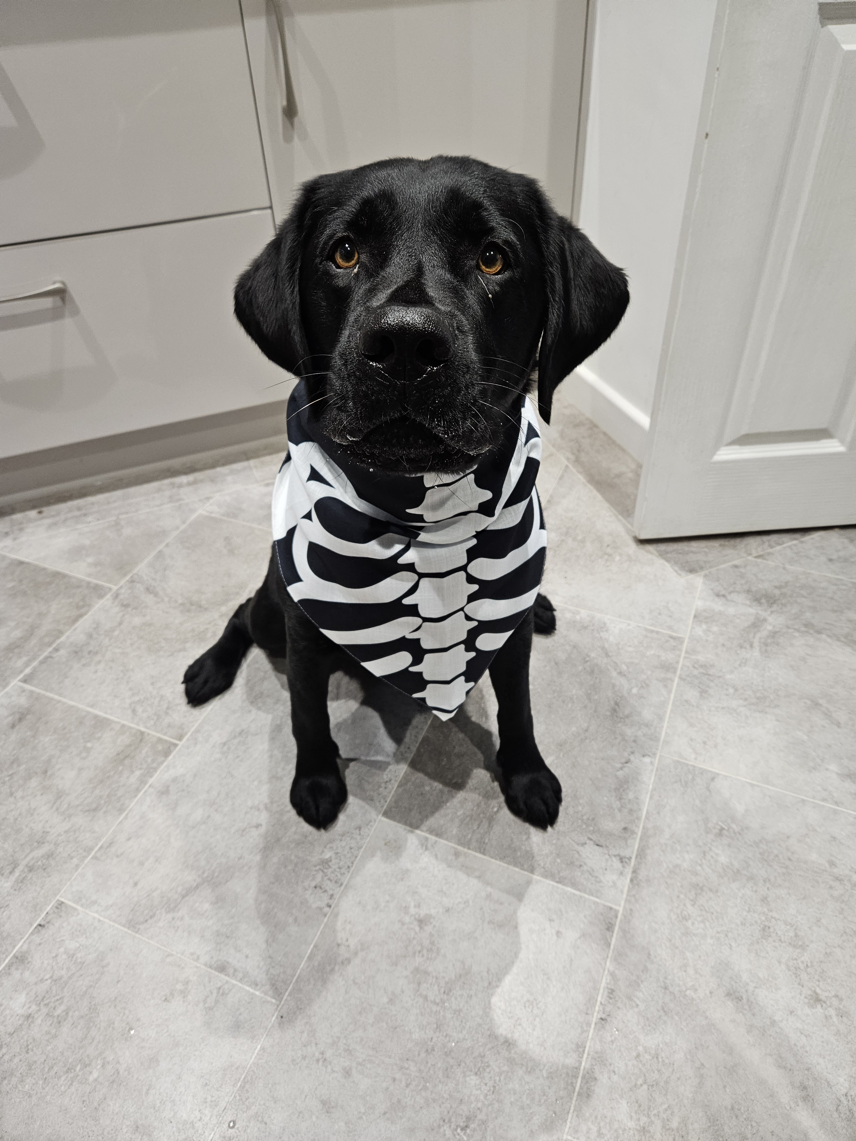 Customer photo of Skeleton Design - Personalized Lhasapoo Bandana