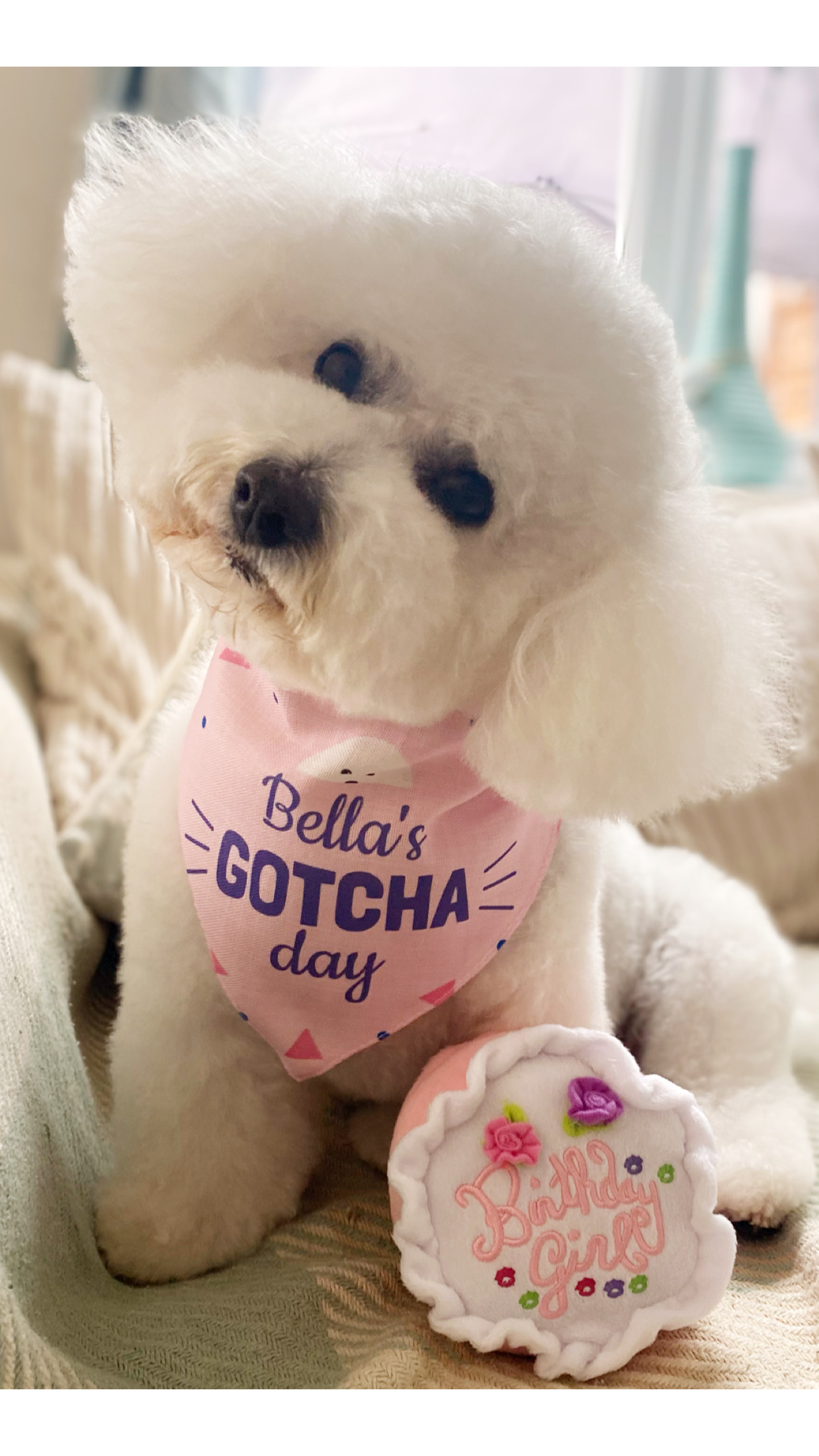 Customer photo of 'Gotcha Day' - Personalized Lhasapoo Bandana