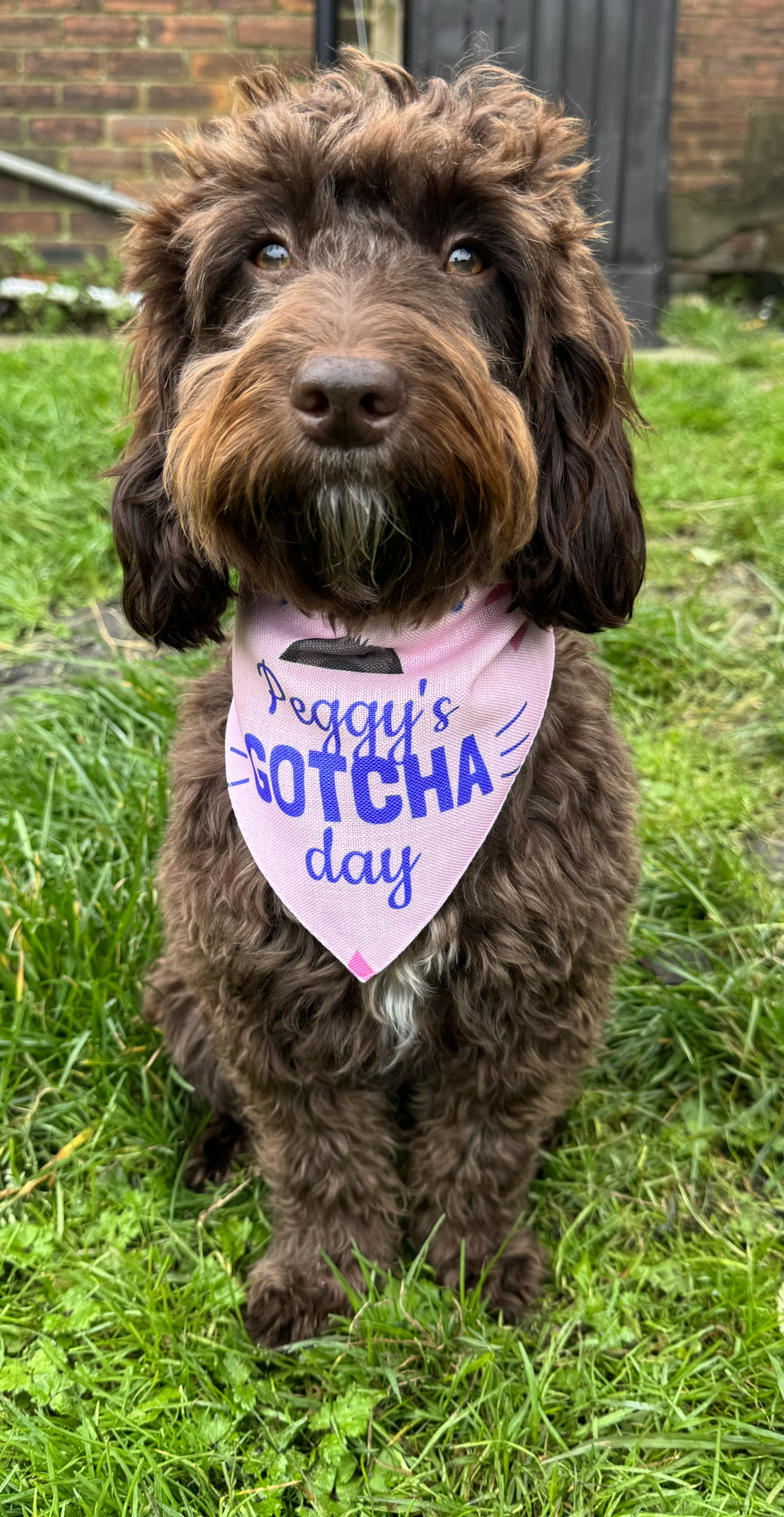 Customer photo of 'Gotcha Day' - Personalized Lhasapoo Bandana