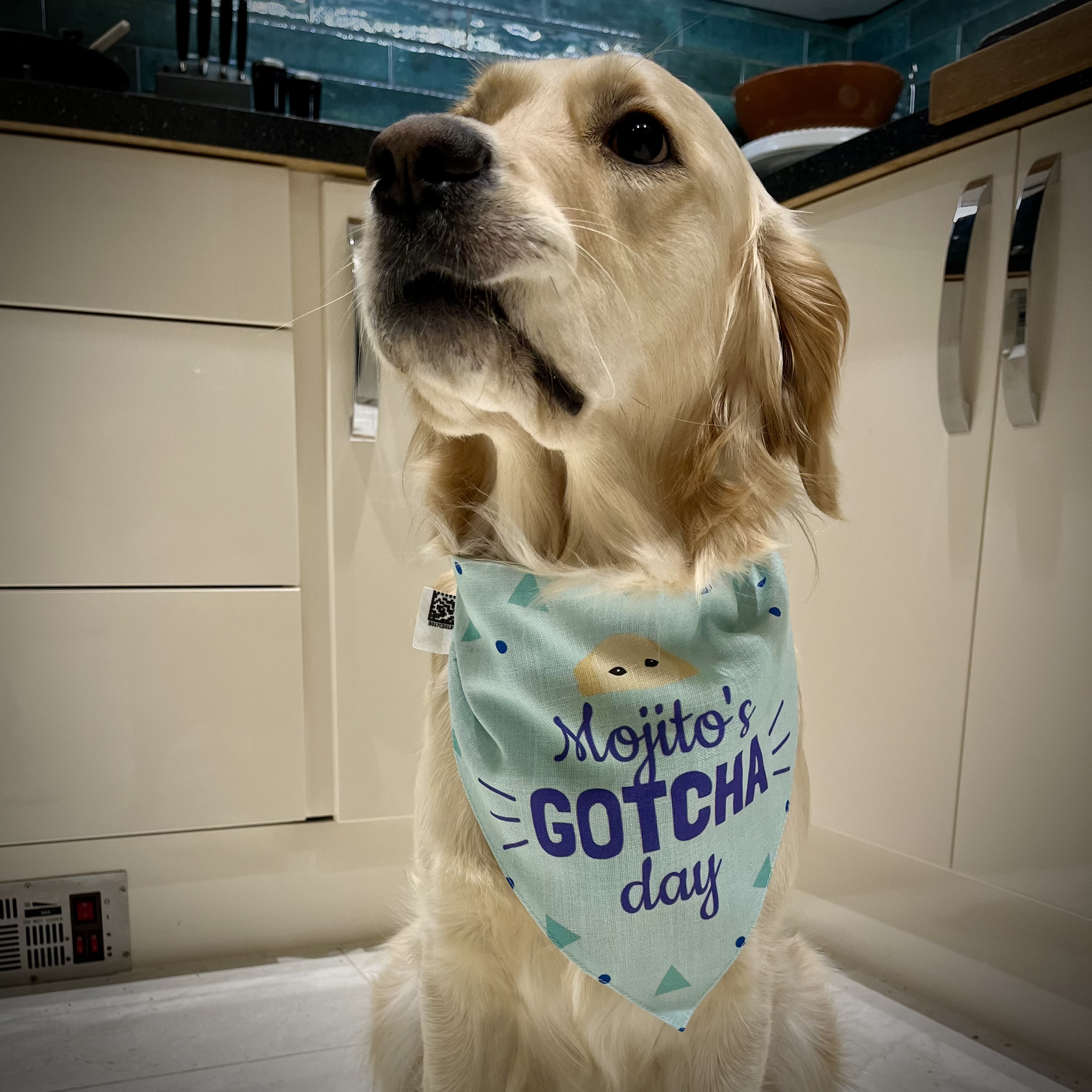Customer photo of 'Gotcha Day' - Personalized Lhasapoo Bandana