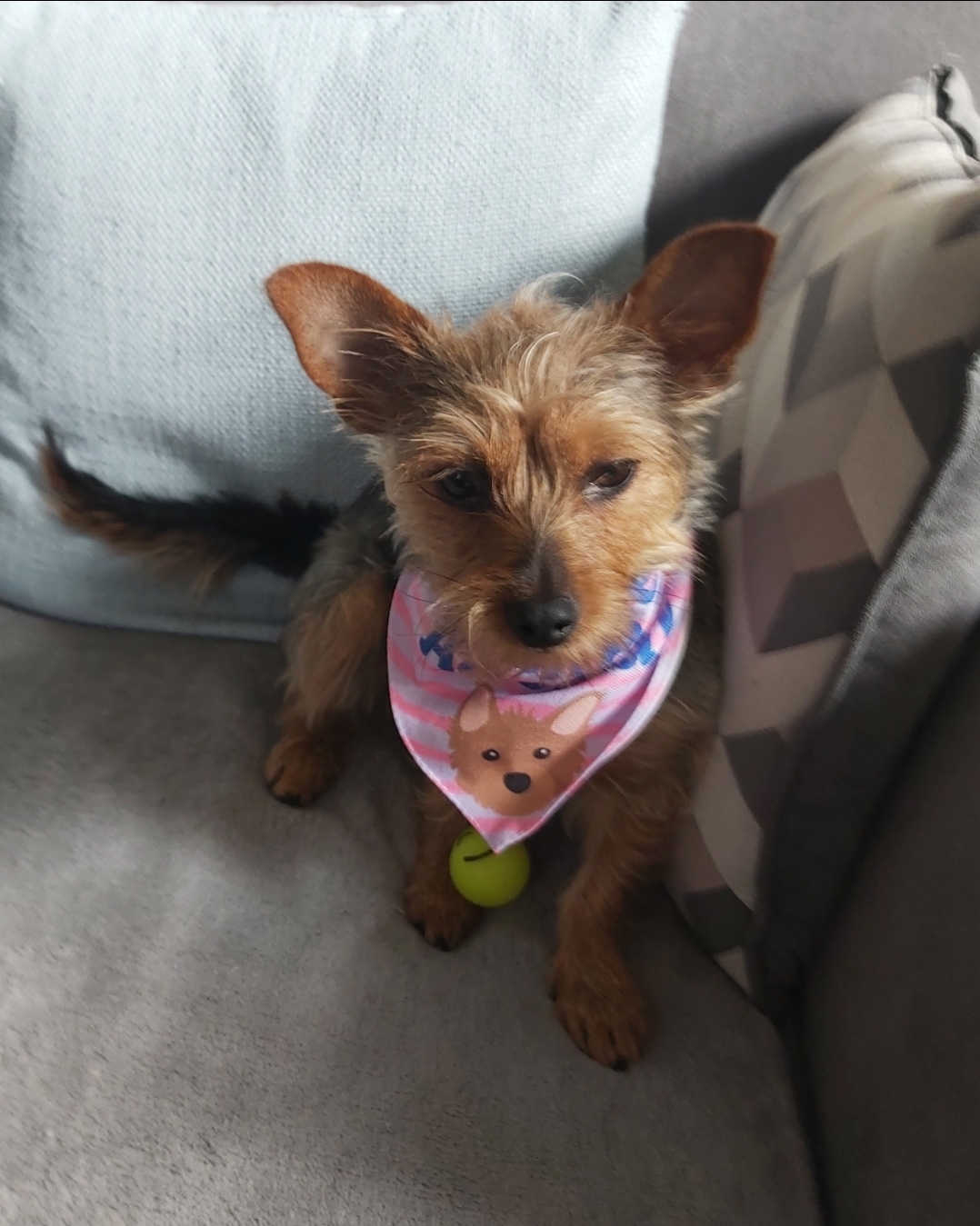 Customer photo of 'Adopted and Adored' - Personalized Lhasapoo Bandana