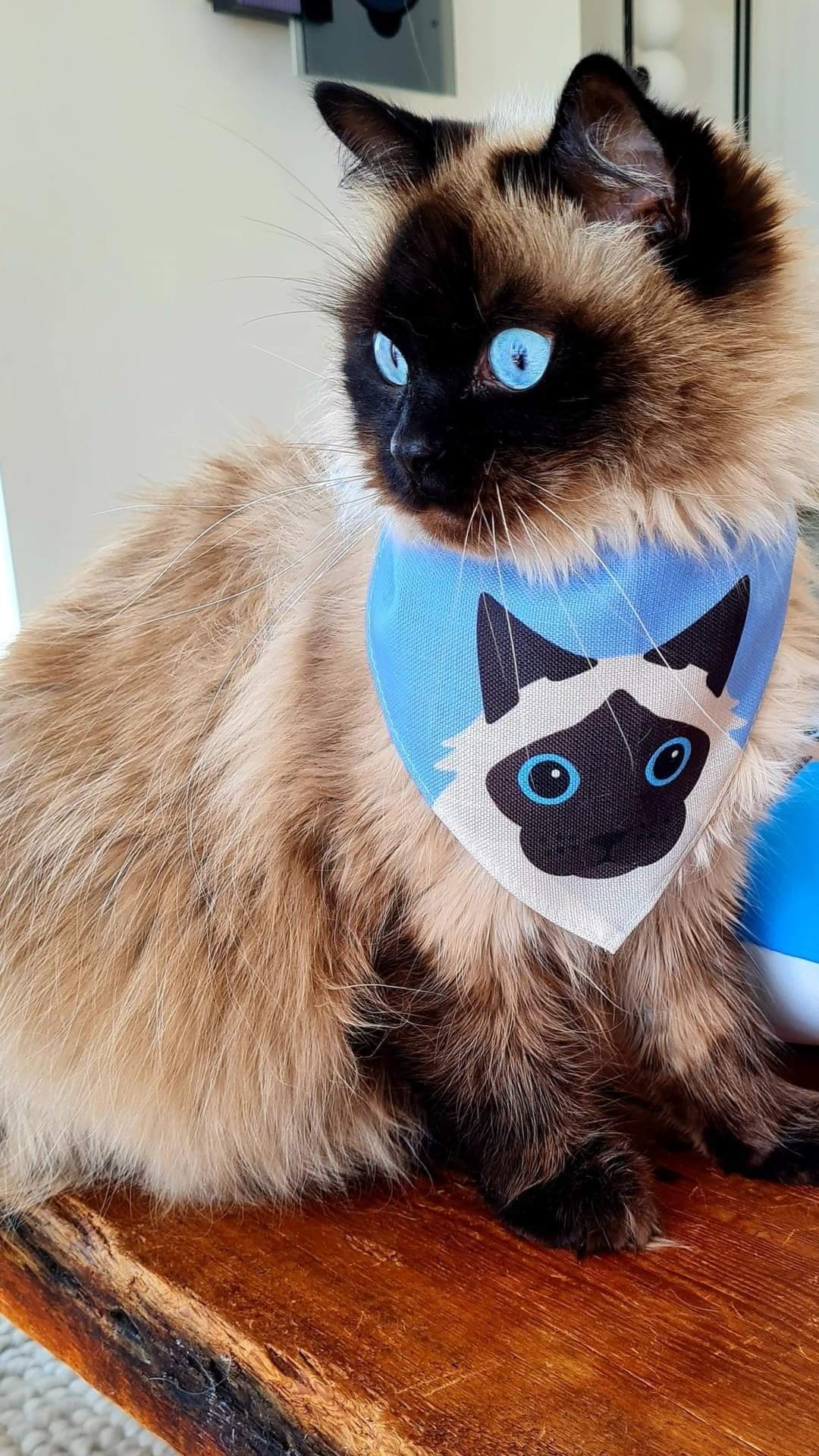Customer photo of 'Peeking Icon' - Personalised Cornish Rex Bandana