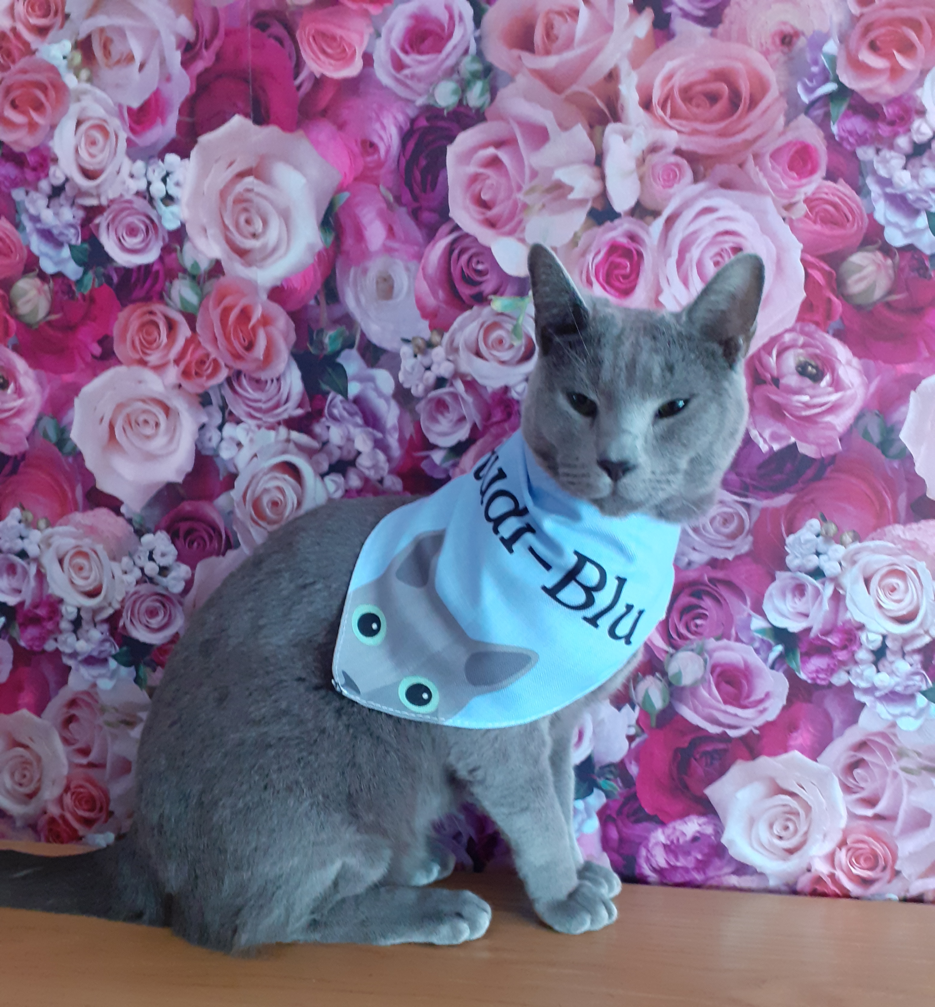 Customer photo of 'Peeking Icon' - Personalised Cornish Rex Bandana