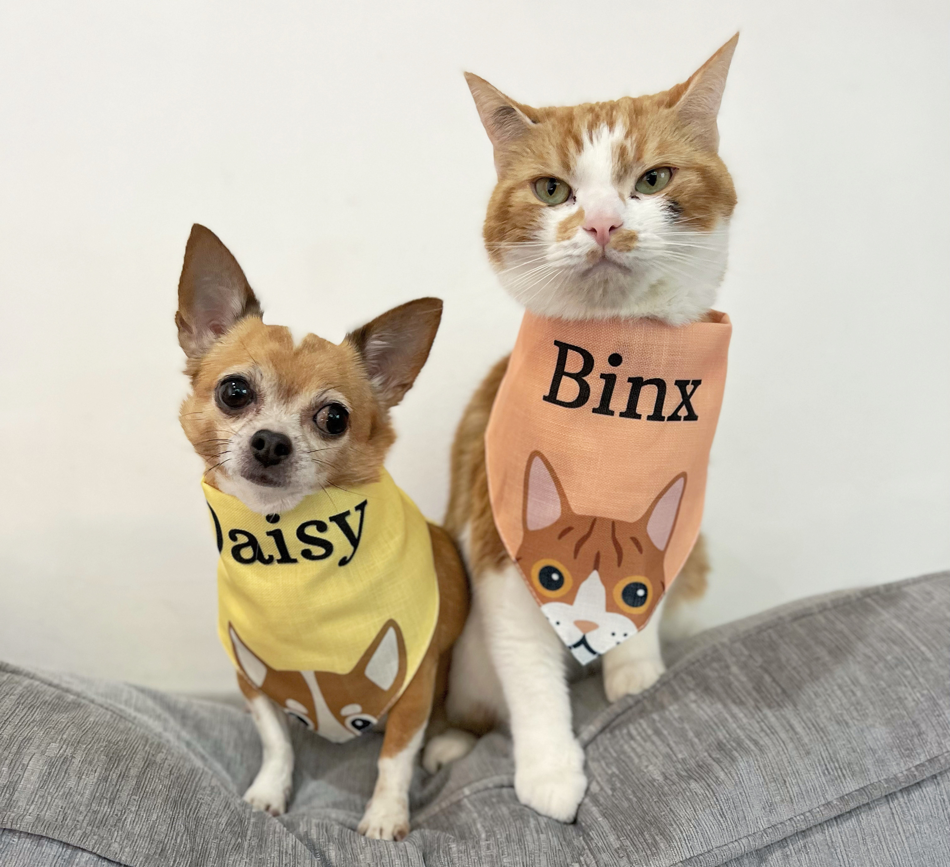 Customer photo of 'Peeking Icon' - Personalised Cornish Rex Bandana