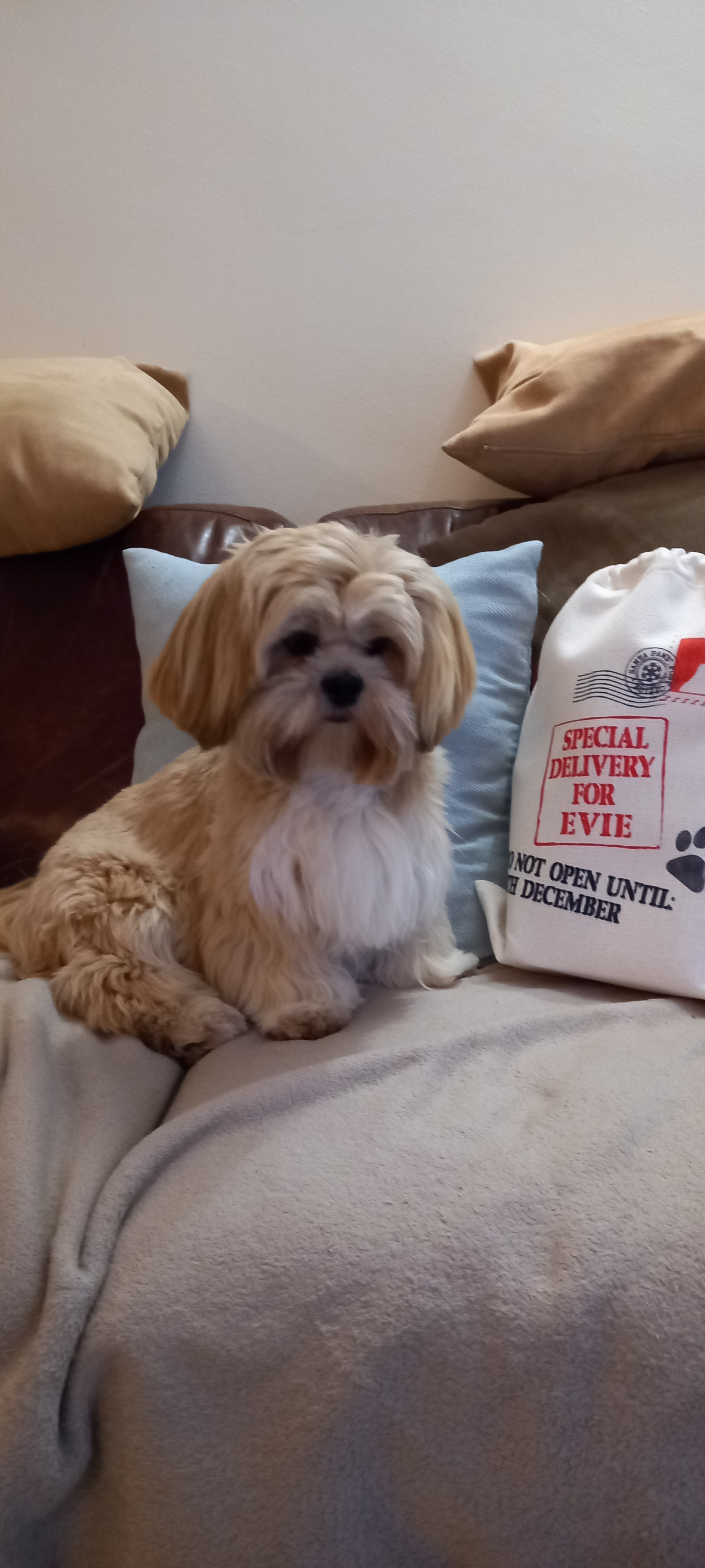 Customer photo of Special Delivery for Your Dog: Personalised Dog Santa Sack