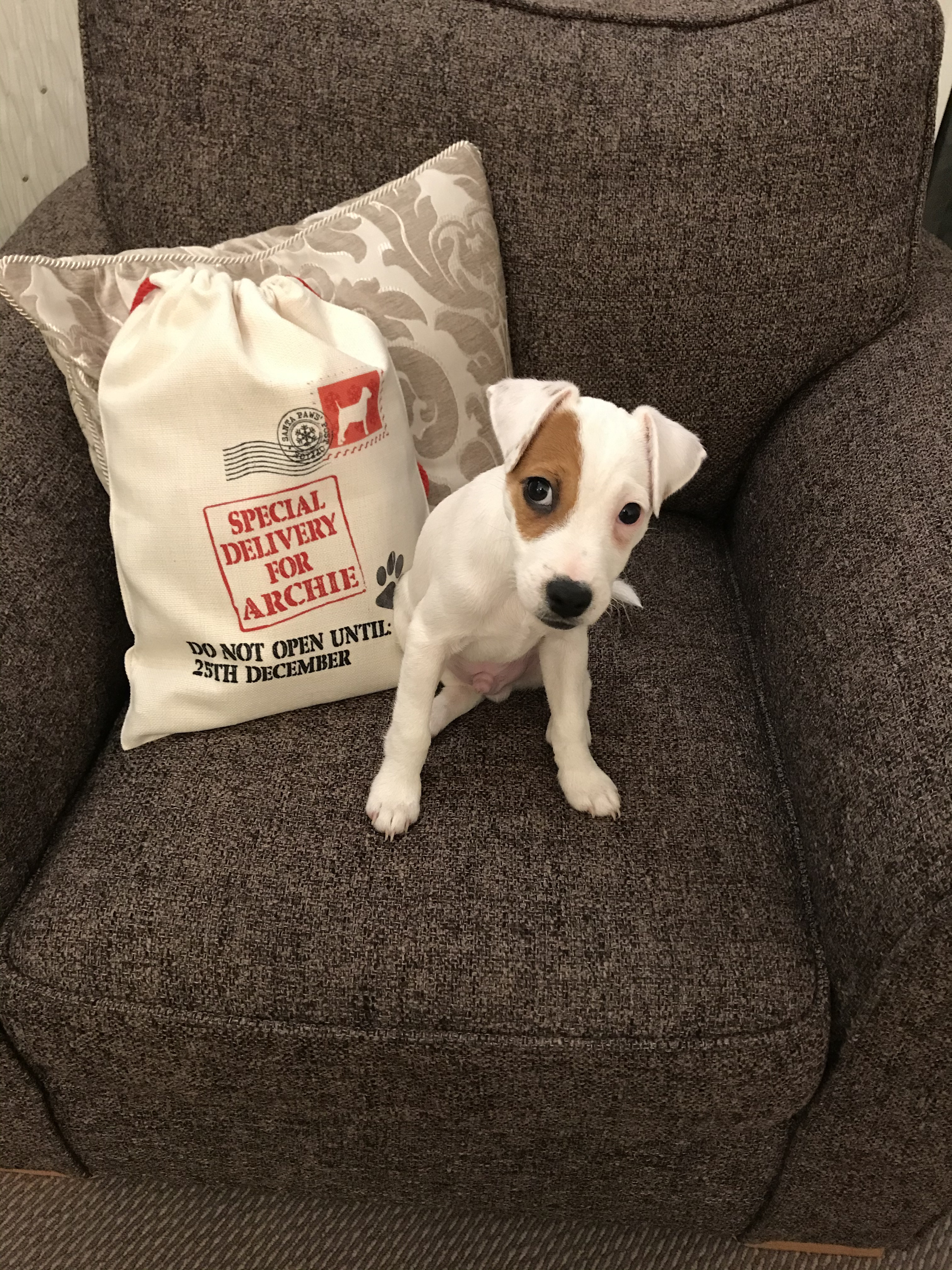 Customer photo of Special Delivery for Your Dog: Personalised Dog Santa Sack