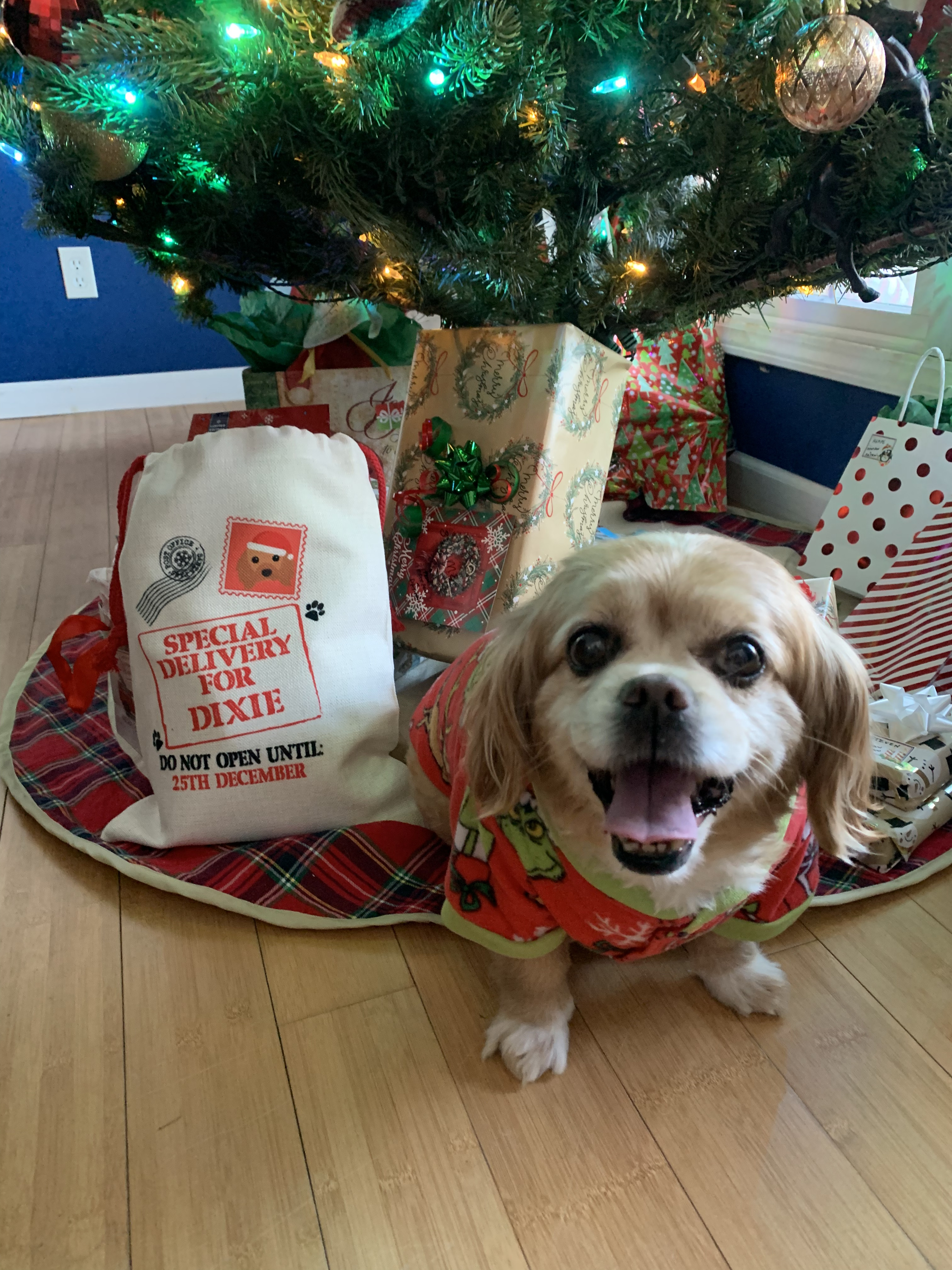 Customer photo of Special Delivery for Your Dog: Personalised Dog Santa Sack