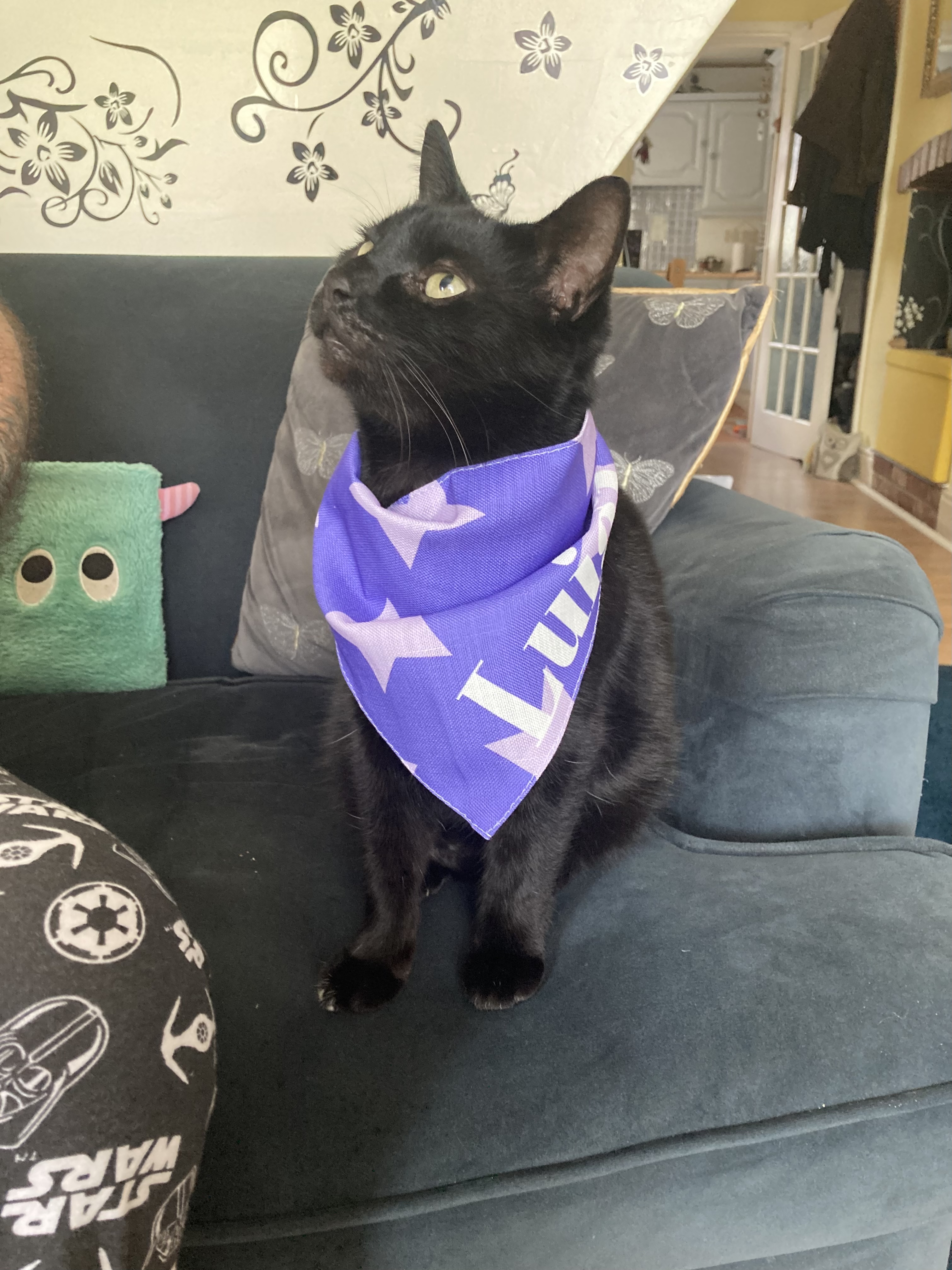 Customer photo of 'Star Pattern' - Personalised Ashera Bandana