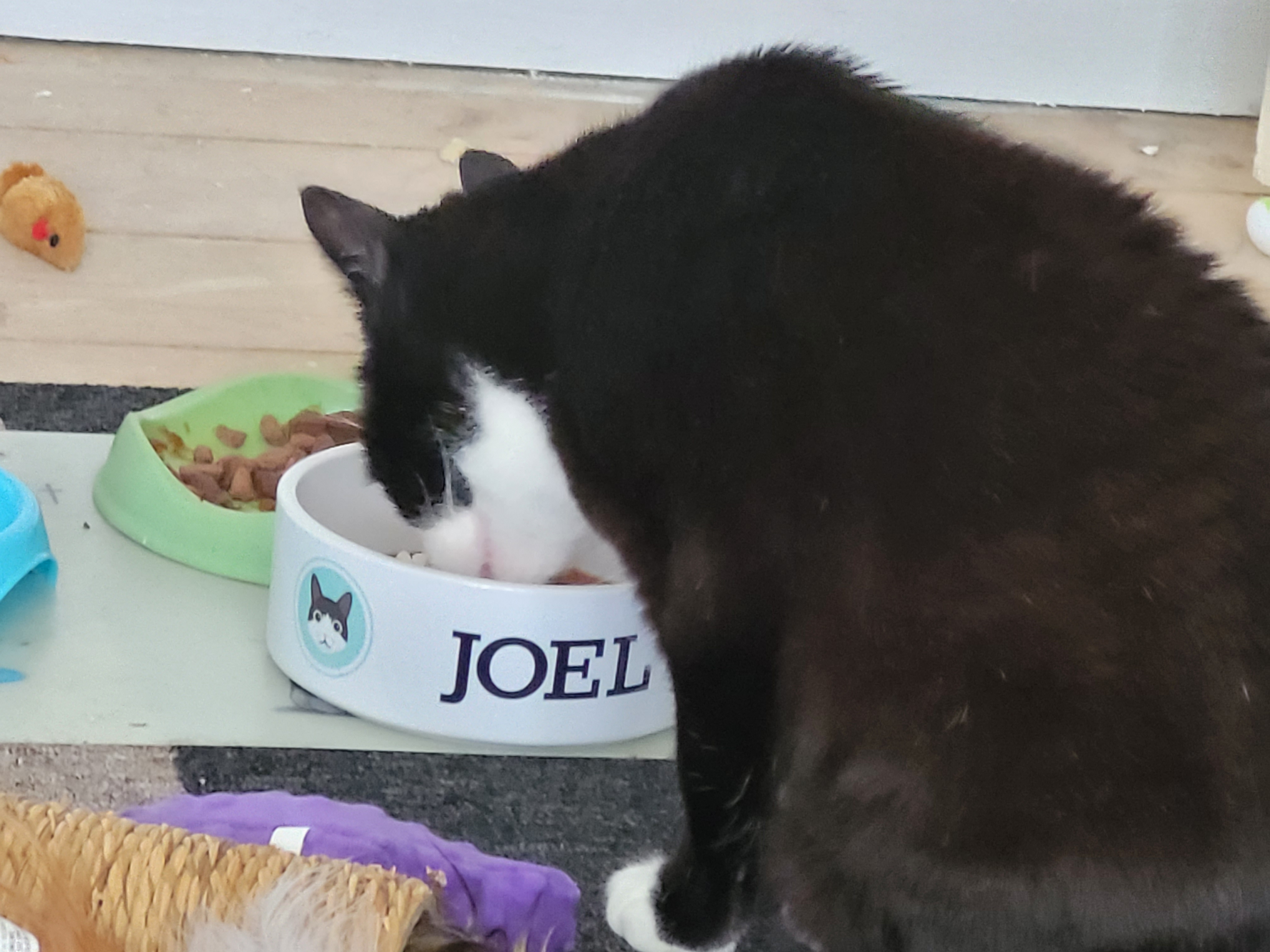 Customer photo of 'Devon Rex Icon' - Personalised Cat Bowl
