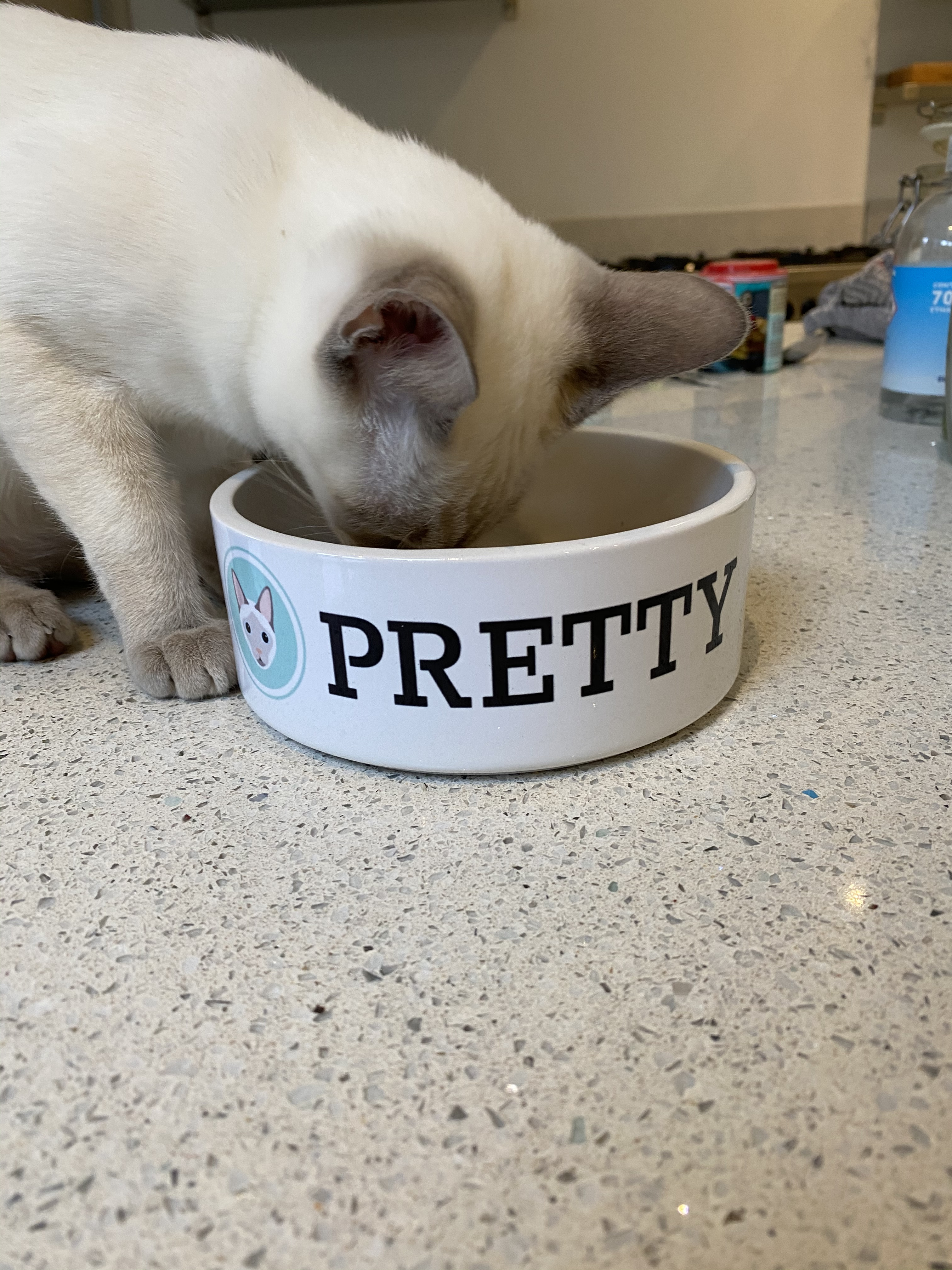Customer photo of 'Devon Rex Icon' - Personalised Cat Bowl