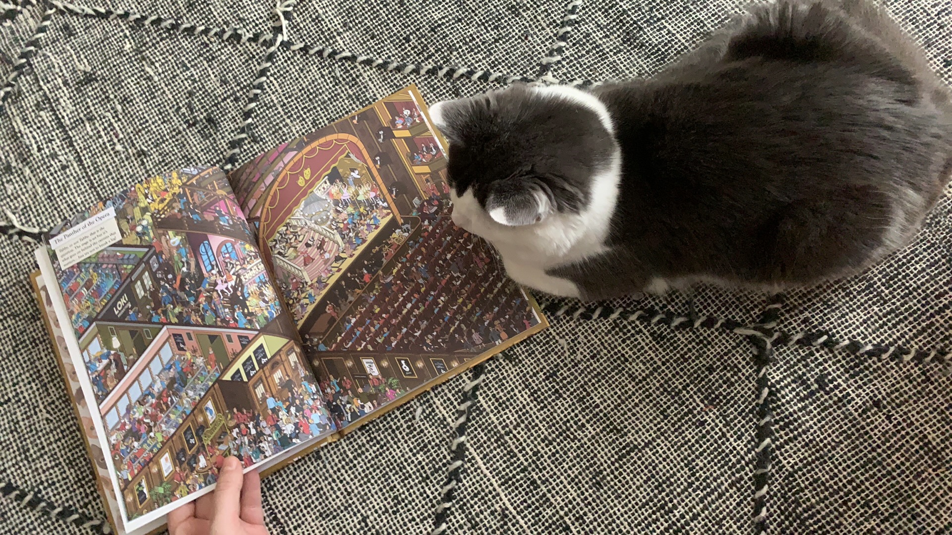 Customer photo of Personalised Cat Book: Where's Persian Traditional? Adventures in Meowtown